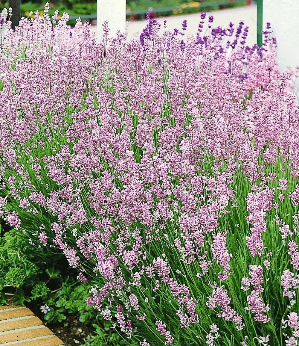 BALDUR Garten 9x Duft-Lavendel 'Rosa' echter Lavendel, Pflanzen im 9x9 cm-Topf, Lavandula angustifolia, winterharte Staude, trockenresistent, mehrjährig & pflegeleicht, bienenfreundlich