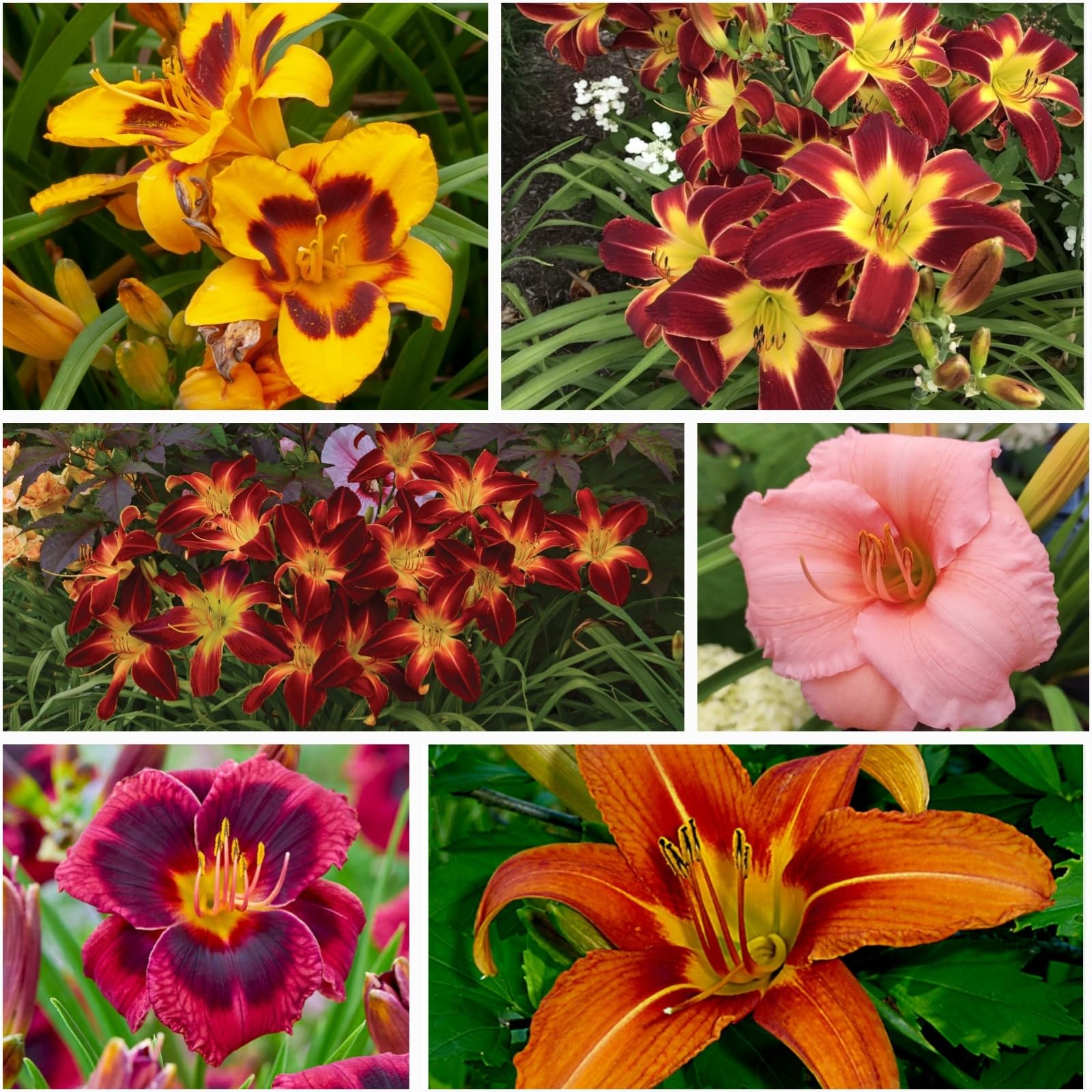Daylily Bulbs Perennial, Mix Color Daylily Plants for Planting Now UK,Rare,Excellent Display-3 Bulbs-C