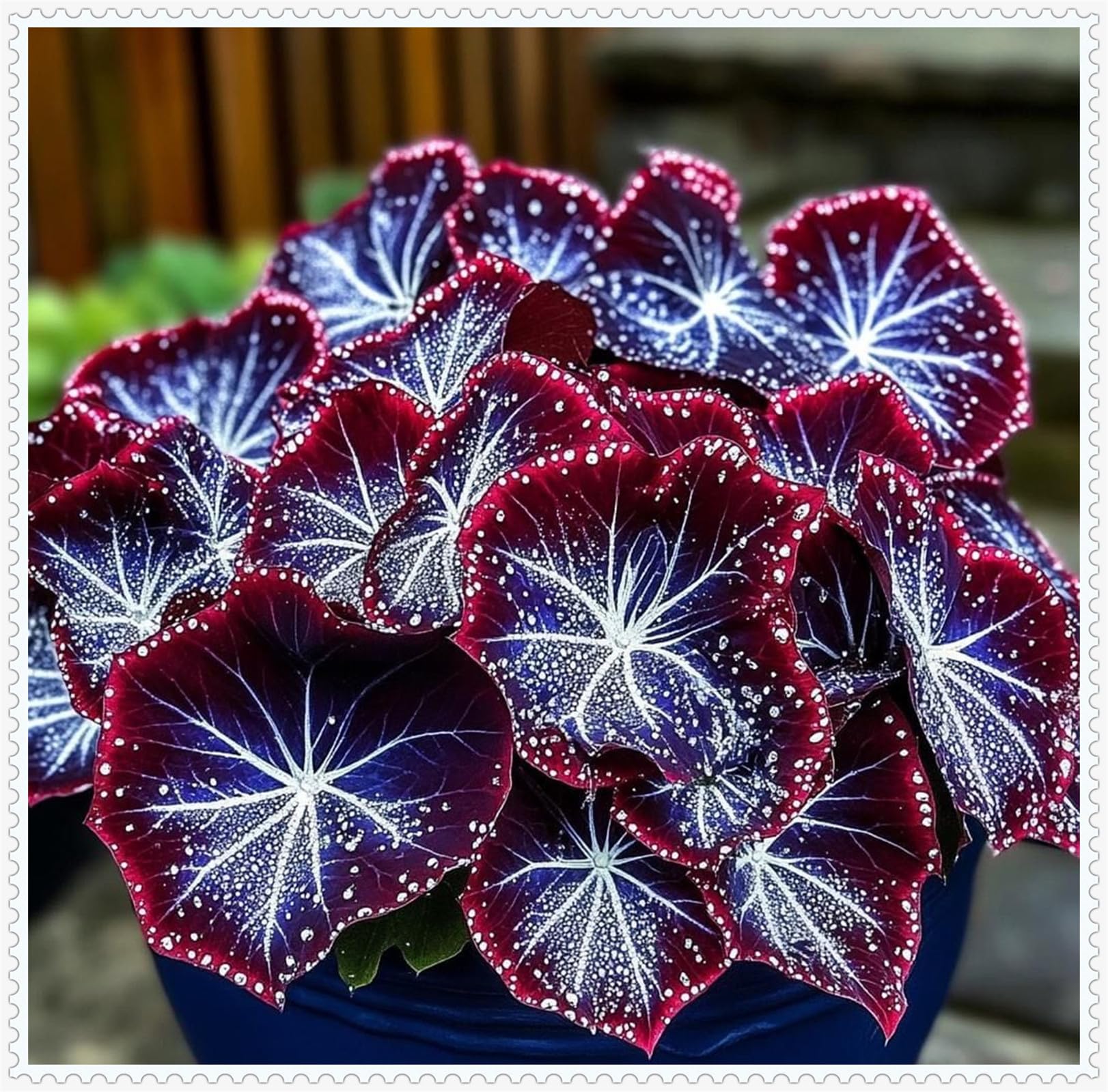 Hosta,Rare-Garden Flowers, Gift,Wedding Flowers,Hosta Bulbs for Planting UK,Natural Organic Bulbs,-8 Bulbs-A