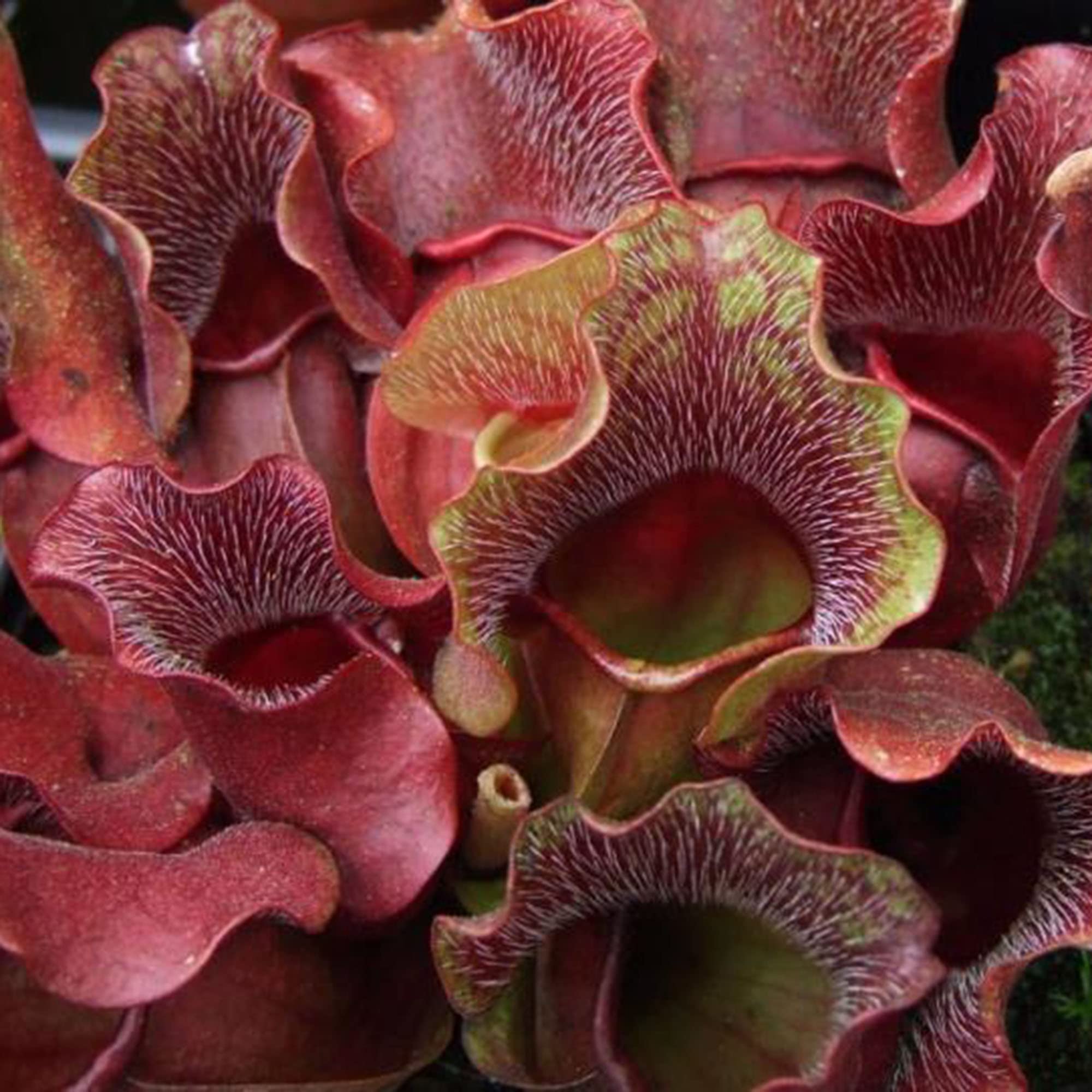 Sarracenia Purpurea Seeds for Planting Rare Purple Northern Pitcher Plant Seeds 30 Pcs Turtle Socks Seeds Exotic Carnivorous Plant Seed Easy to Grow