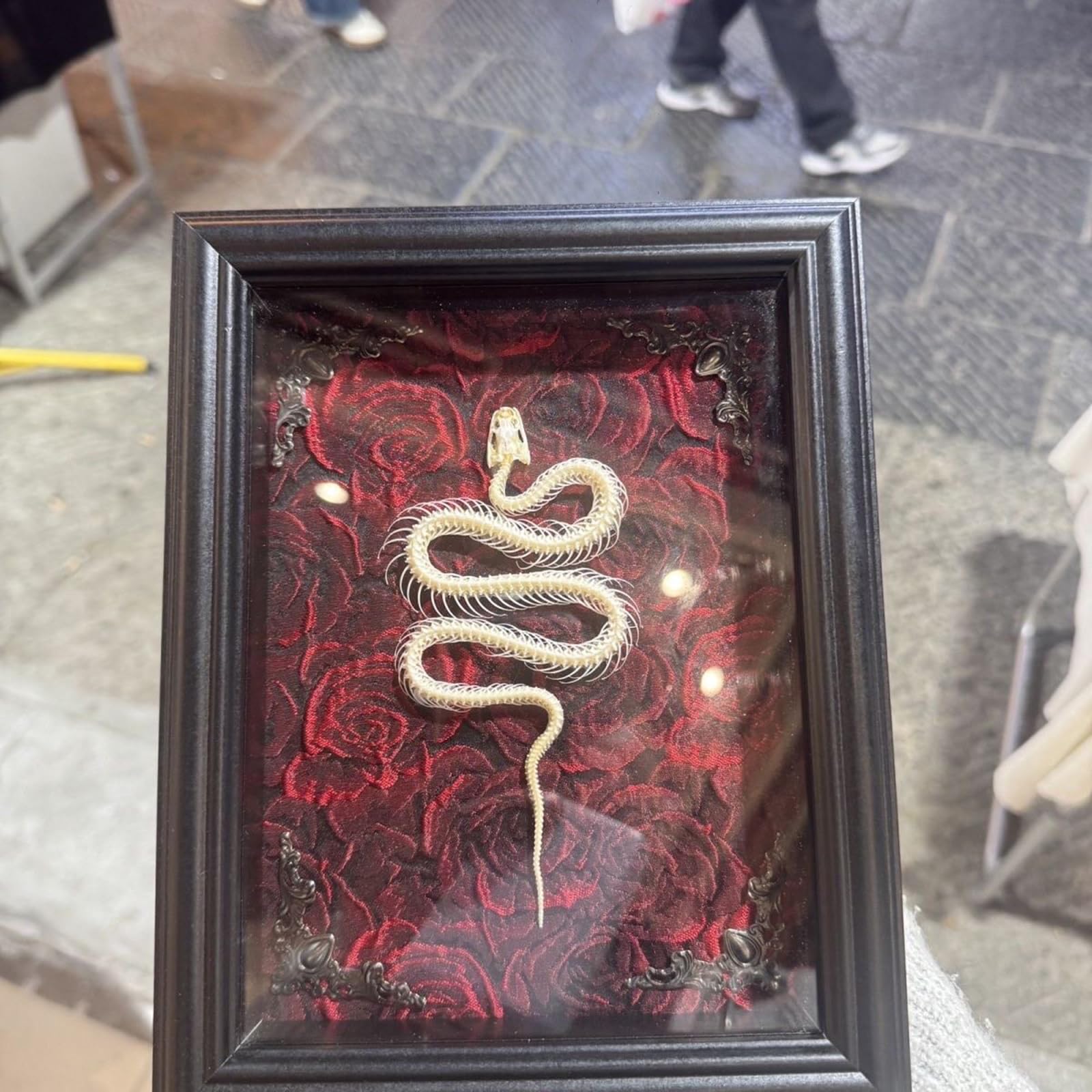 Farfalla Incorniciata con Scheletro di Serpente - Campione di Insetto Gotico - Oggetti da Collezione di Tassidermia Arte da Parete Decorazione per la Casa,B