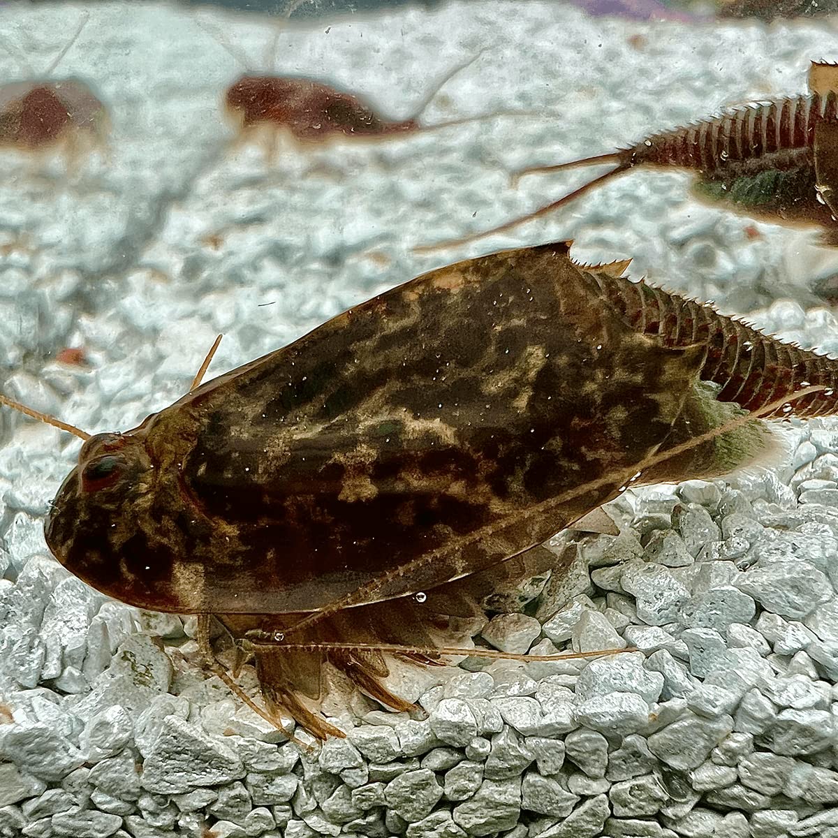 Triops Cancriformis Germany Zuchtansatz mit ca. 150 Urzeitkrebs-Eiern/Zysten Deutschland - Züchte Deine eigenen Urzeitkrebse bei dir zu Hause im Aquarium