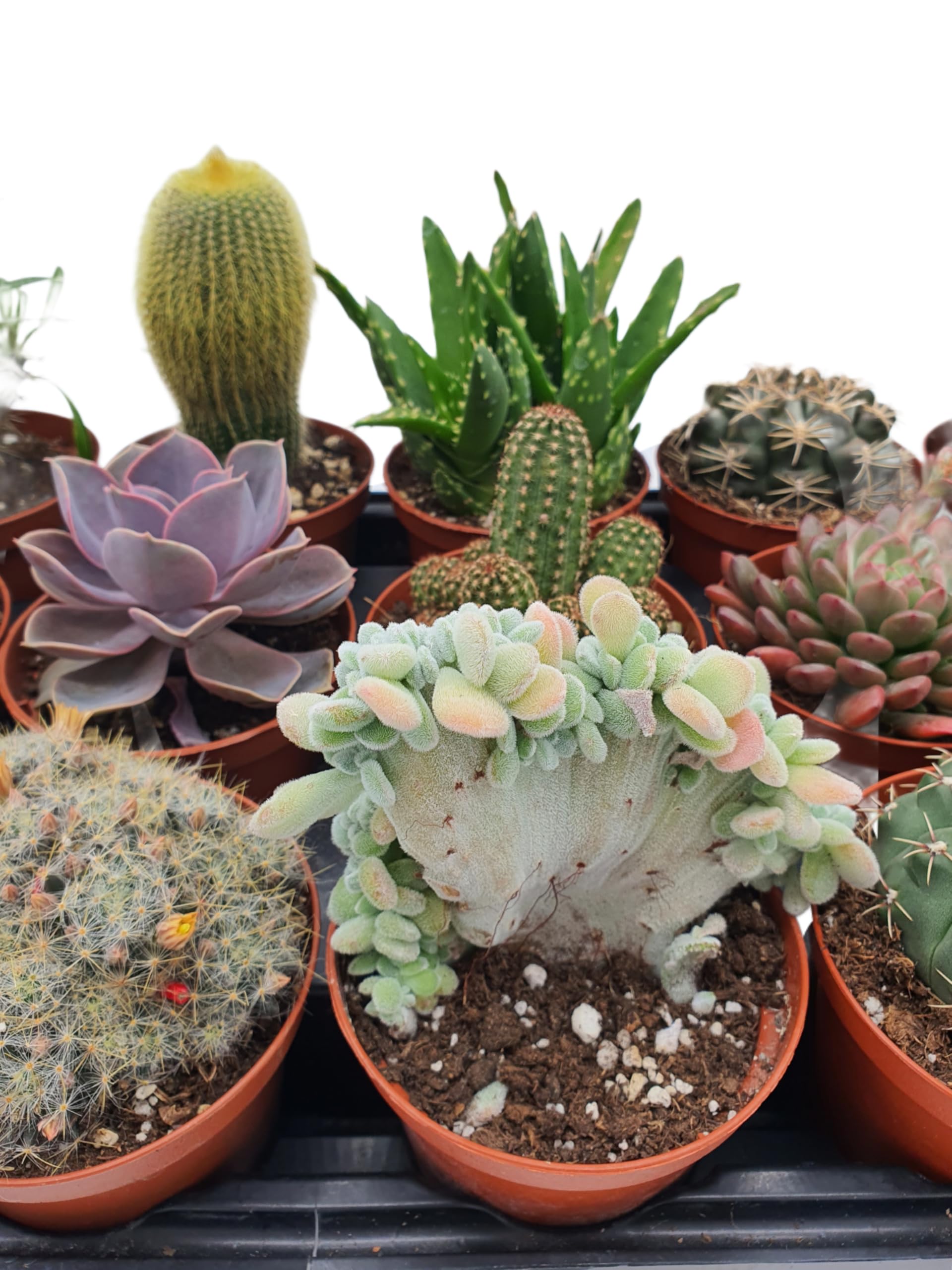 Box 15 Piante Grasse Vere Assortite in Vaso diametro 10 Collezione Mista di Succulente e Cactus
