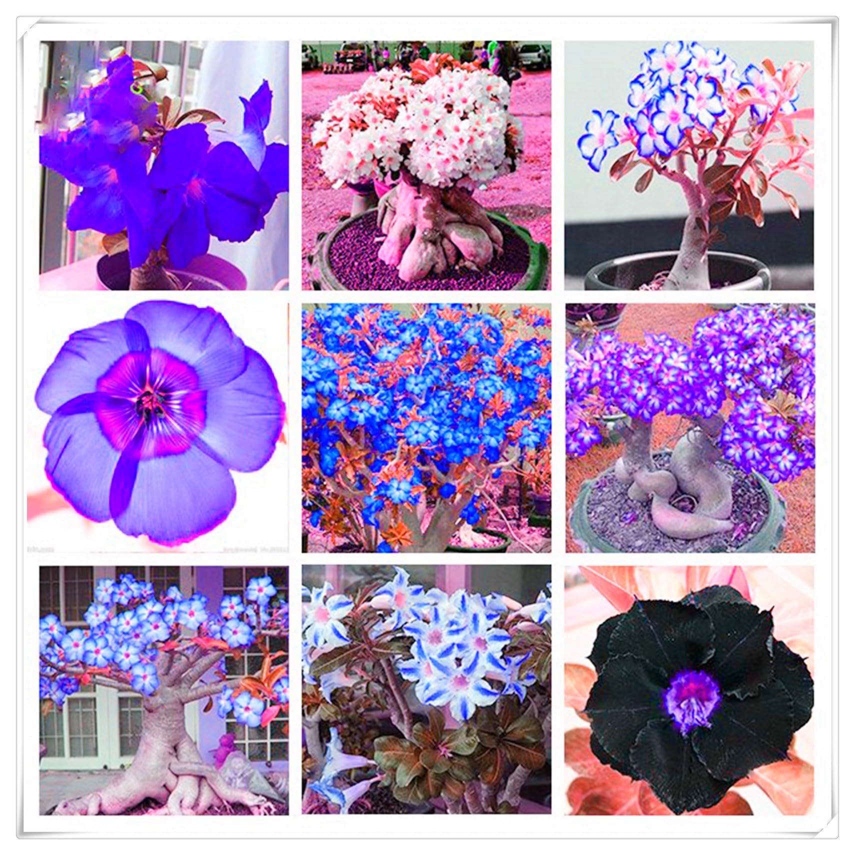Flowering Rhizome,Excellent Display, Strong Desert Rose Roots,Desert Rose Bulbs,Easy to Plant, Wedding Flowers-4 Bulbs-F
