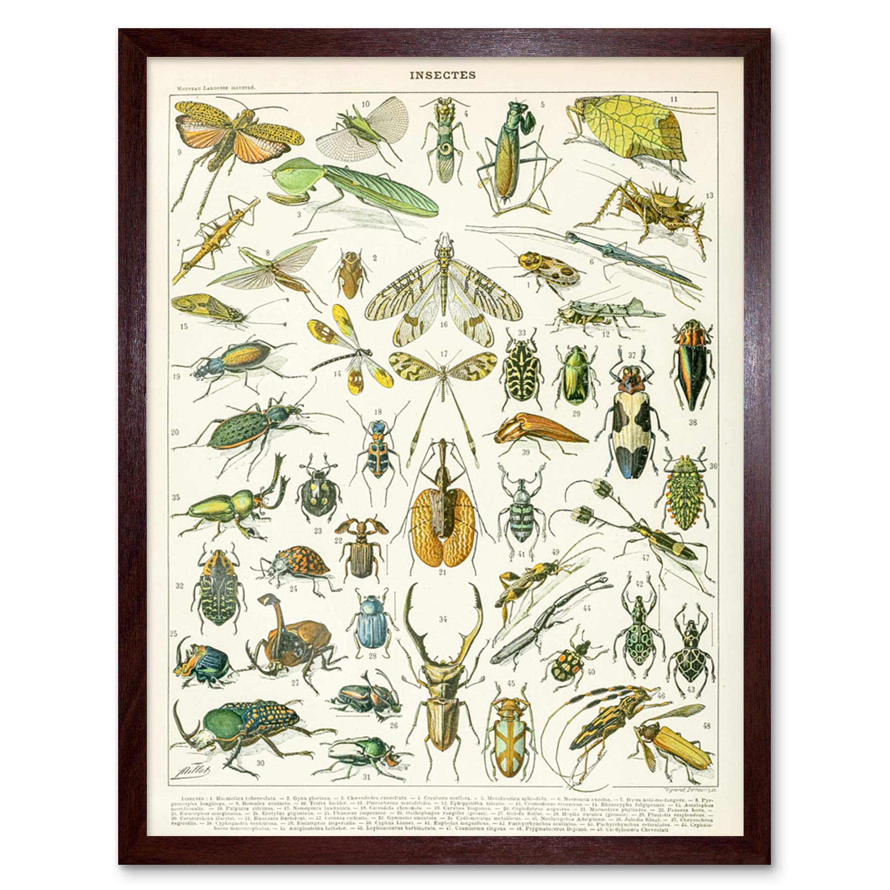 Artery8 Millot Encyclopedia Page Insects Beetles Art Print Framed Poster Wall Decor 12x16 inch