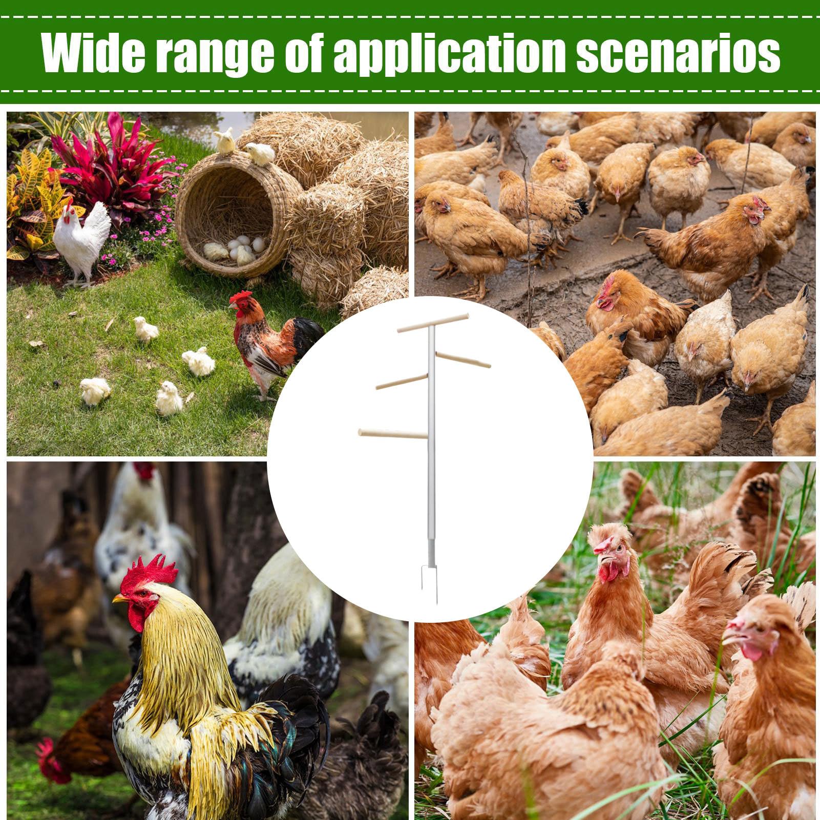Perchoir À Poules 4 Niveaux Multifonction Et Ample Gain De Place