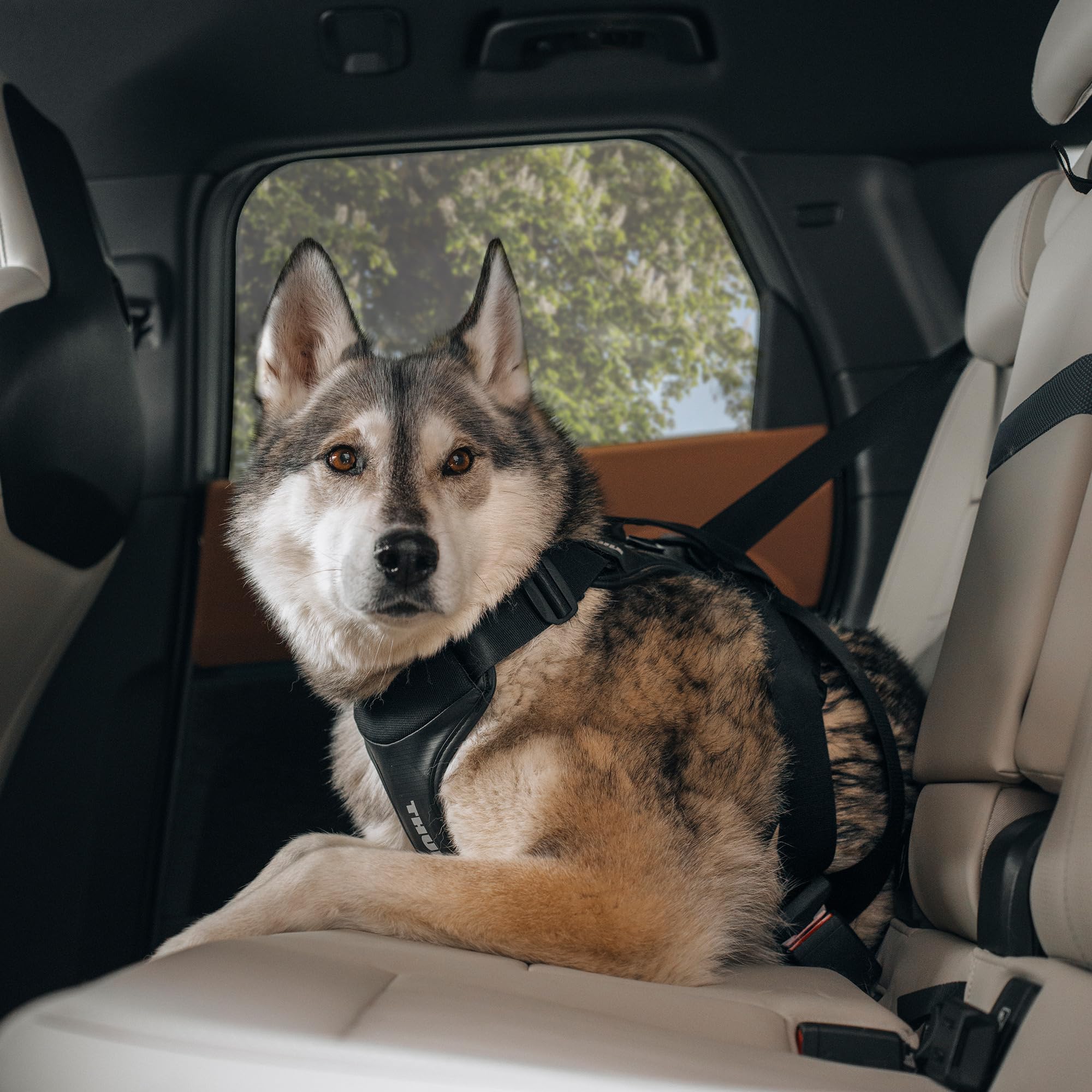 Thule Cappy Hundegeschirr Fürs Auto Black, S