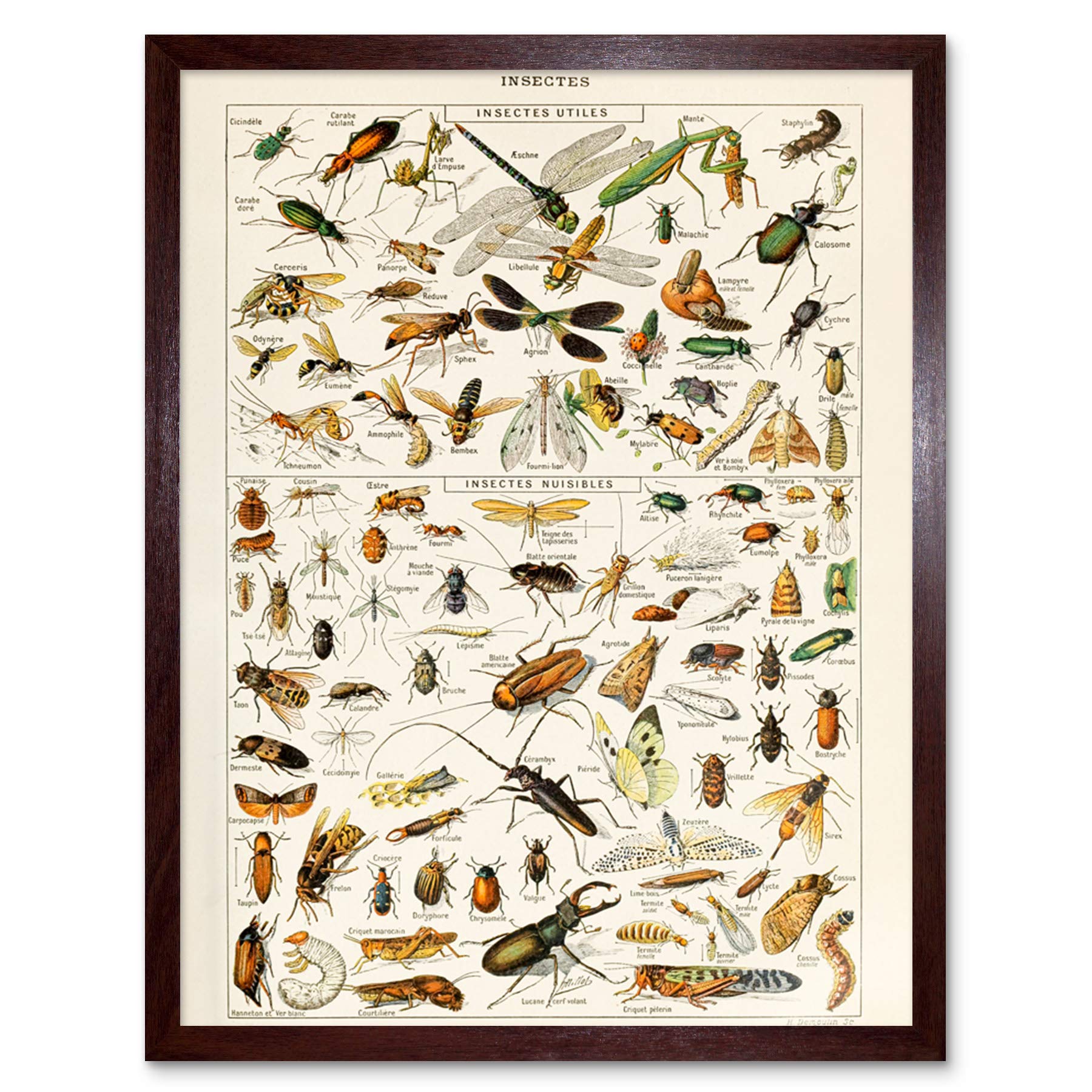 Artery8 Millot Encyclopedia Page Molluscs Shells Art Print Framed Poster Wall Decor 12x16 inch — view 46