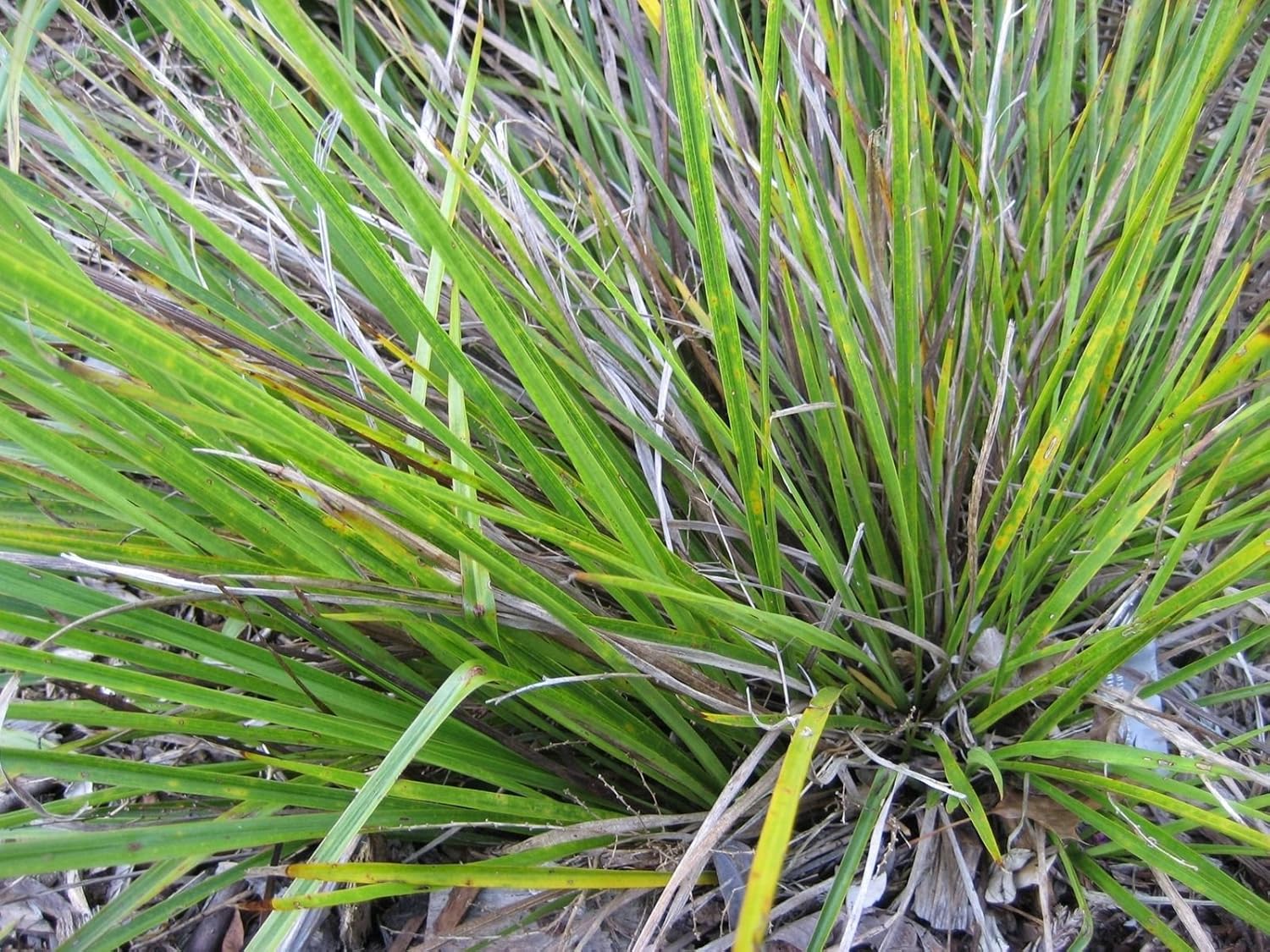 Cordyline stricta Slender Palm Lily 10 Fresh Seeds Amazon.co.uk Garden Cordyline stricta Slender Palm Lily 10 Fresh Seeds Amazon.co.uk Garden