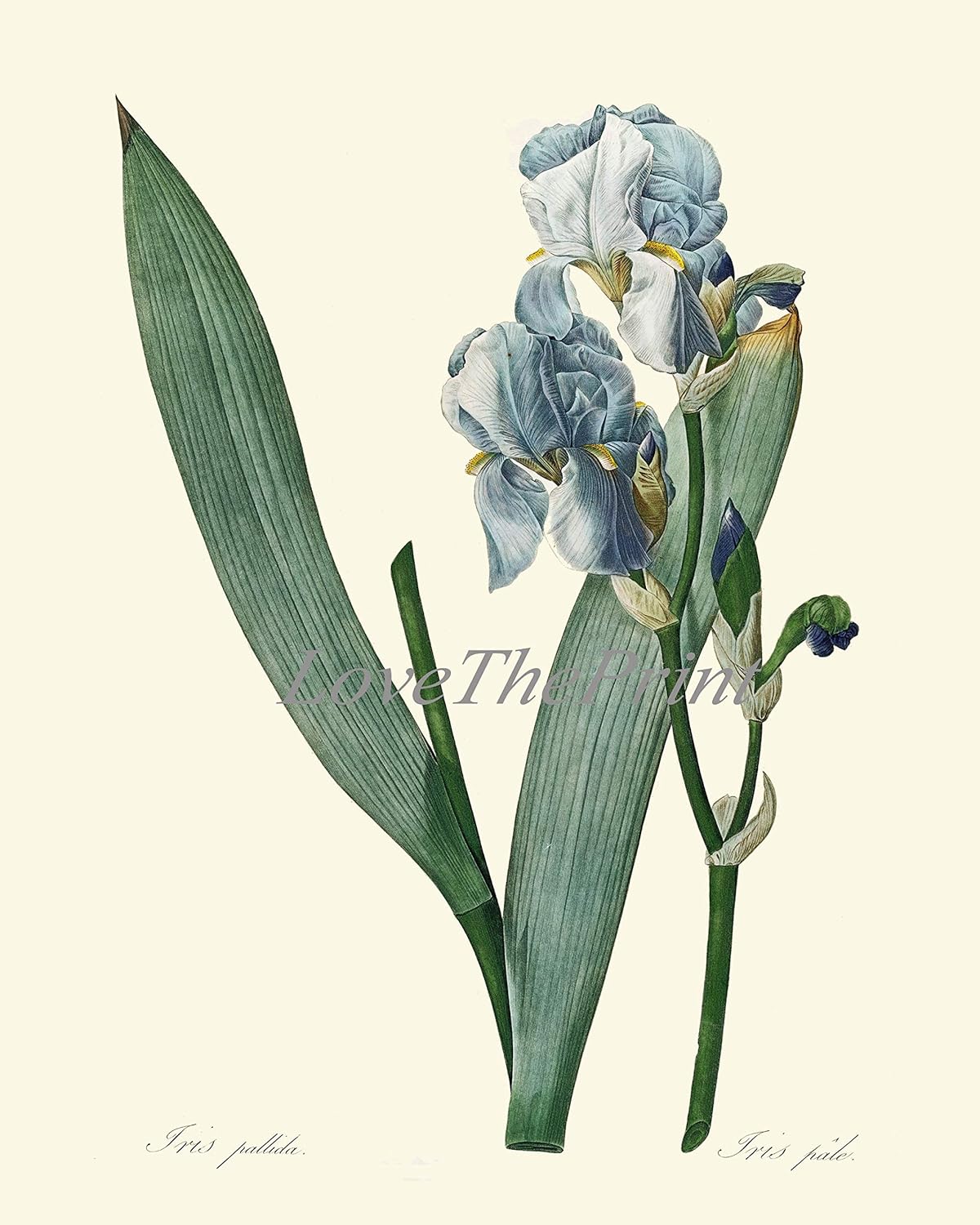 LoveThePrint Blue Iris Flowers Botanical Wall Art Prints set of 6 Beautiful Antique Bedroom Living Dining Kitchen Office Garden Illustration Birthday Gift for Her Present Home Decor RE