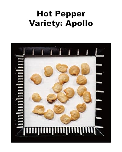 Miniatura 3 de Semillas sin OMG, sin tratar, semillas de pimiento picante híbridas F1, variedad: Apollo