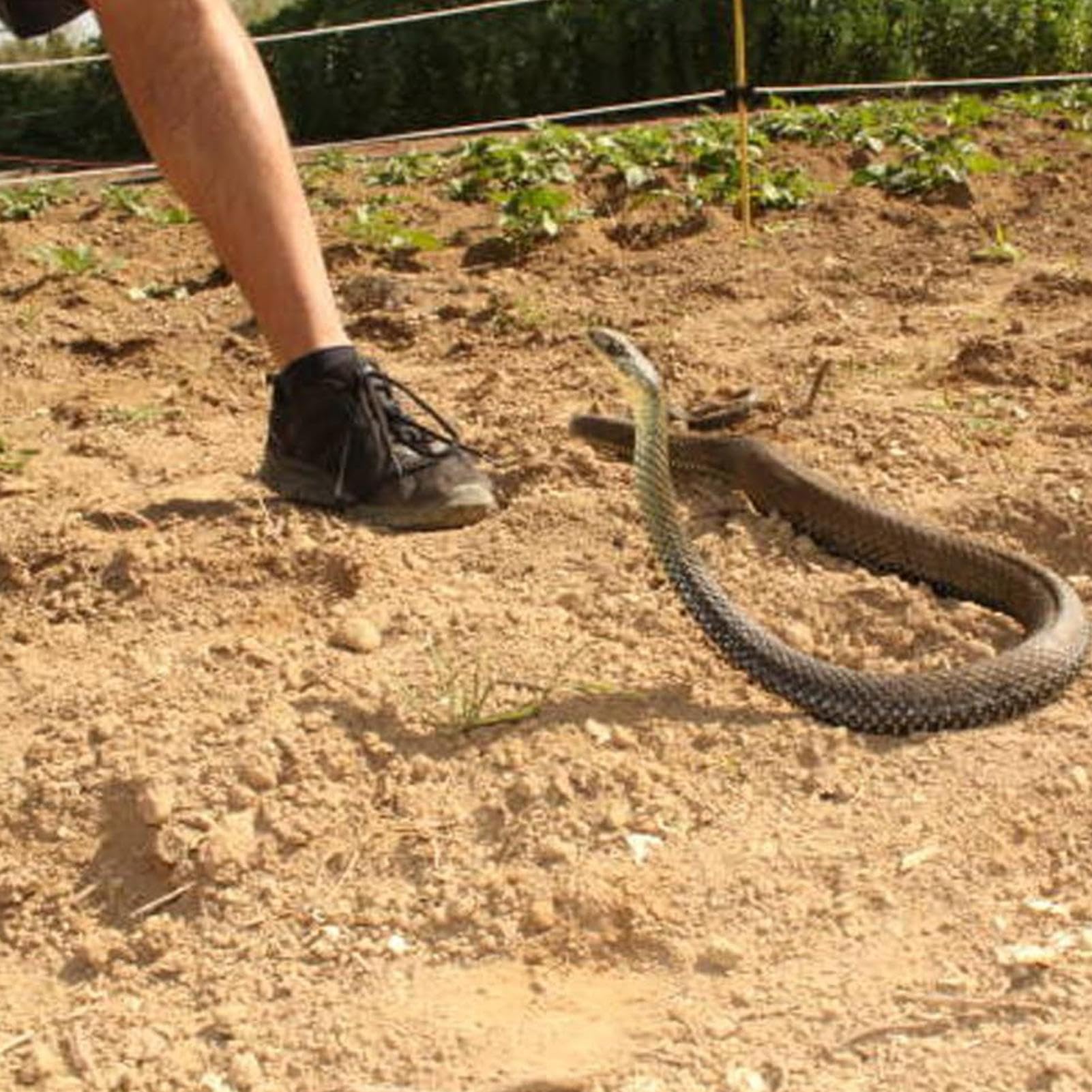 Gioco a serpente con corda e clip, realistico giocattolo a serpente finto su una corda per bambini, adulti e adolescenti, giocattolo da golf, G