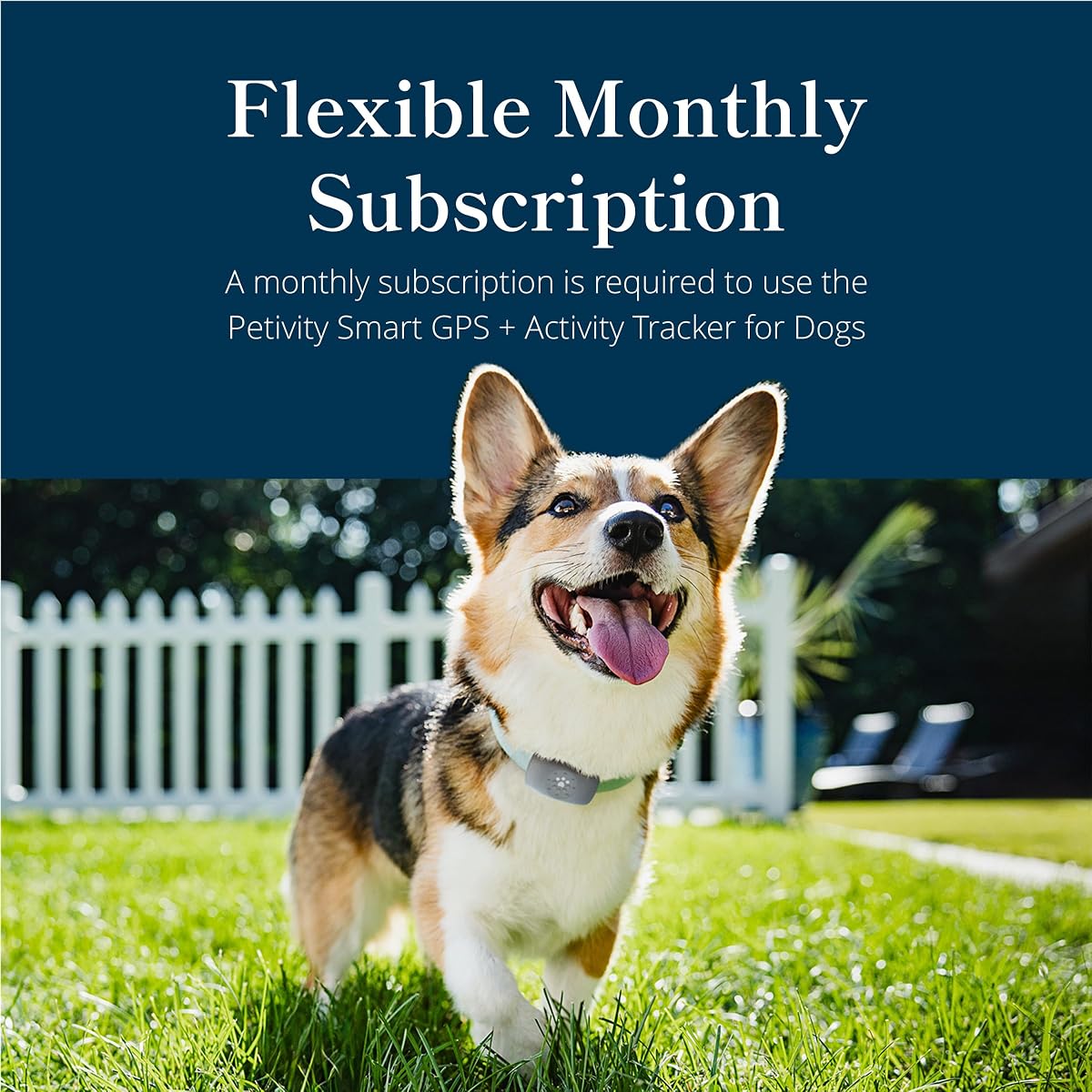 Pawfit 3 GPS Dog Tracker with Activity Monitor view 3