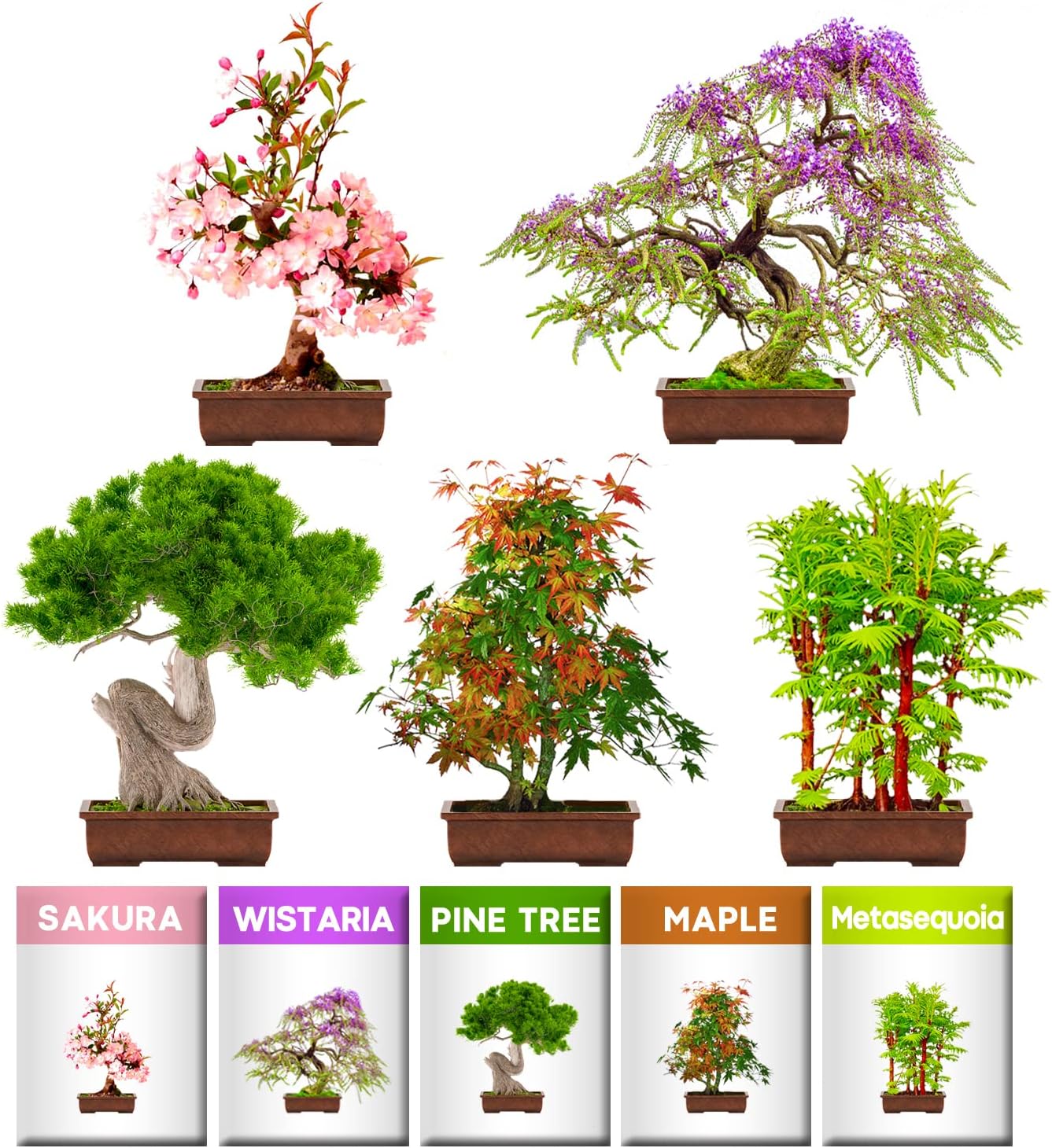 Germiniden Bonsai Tree Kit, 5 Bonsai Tree Seeds, Great