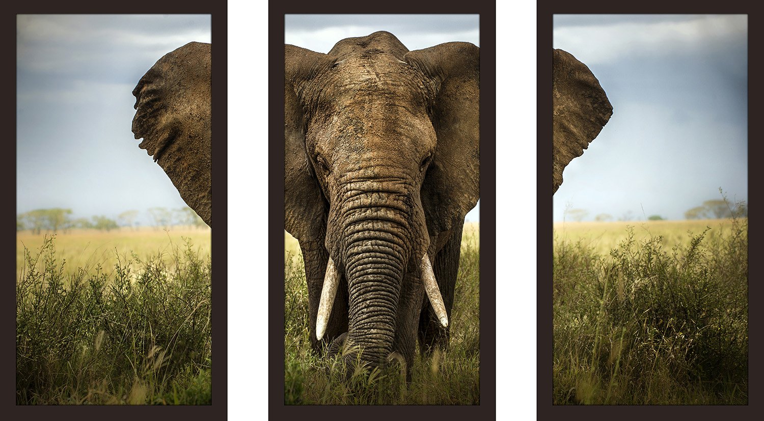 Amazon.co.jp: Picture Perfect International 象 額入り