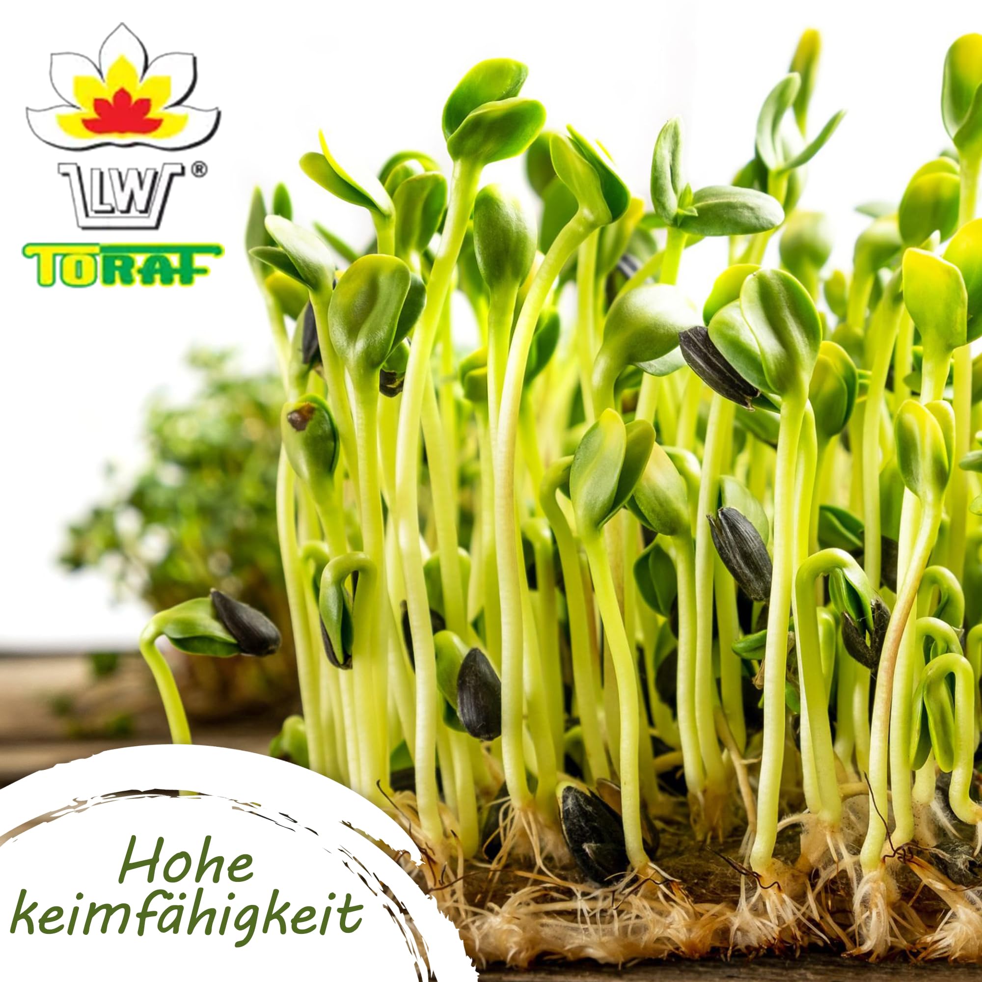 Gemüse Samen Set 5x 9 Premium Sorten Gemüse, Saatgut für Gewächshaus, Garten, Balkon, Küche, Hochbeet, Karotte, Petersilie, Spinat, Gurke, Spinat, Buttersalat, Anzuchtset Samen Gemüse Pflanzen