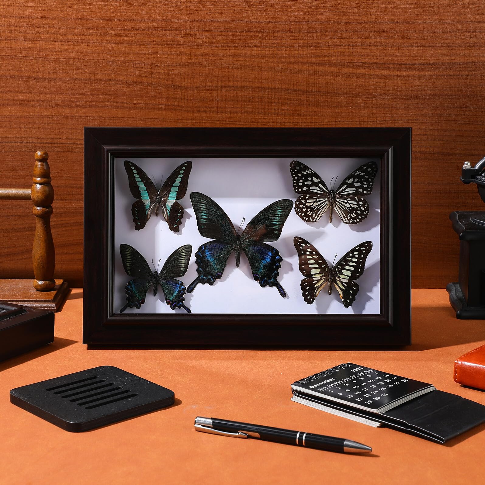 Marco de Exhibición de Insecto Disecado A7 con Tapa Transparente Marco de Madera Compacta para Decoración de Pared Artística DIY Espécimen Real para Decoración del Hogar y