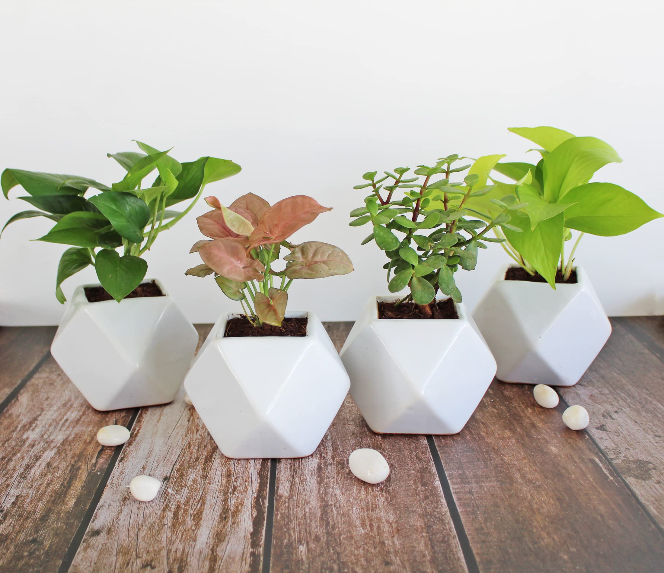 Rolling Nature Combo of 4 Live Indoor Plants for Home in White Diamond Glacier Ceramic Pots | Money Plant, Jade Plant, Pink Syngonium and Golden Pothos Plant (B09NK3RGN3) Amazon Price History, Amazon Price Tracker
