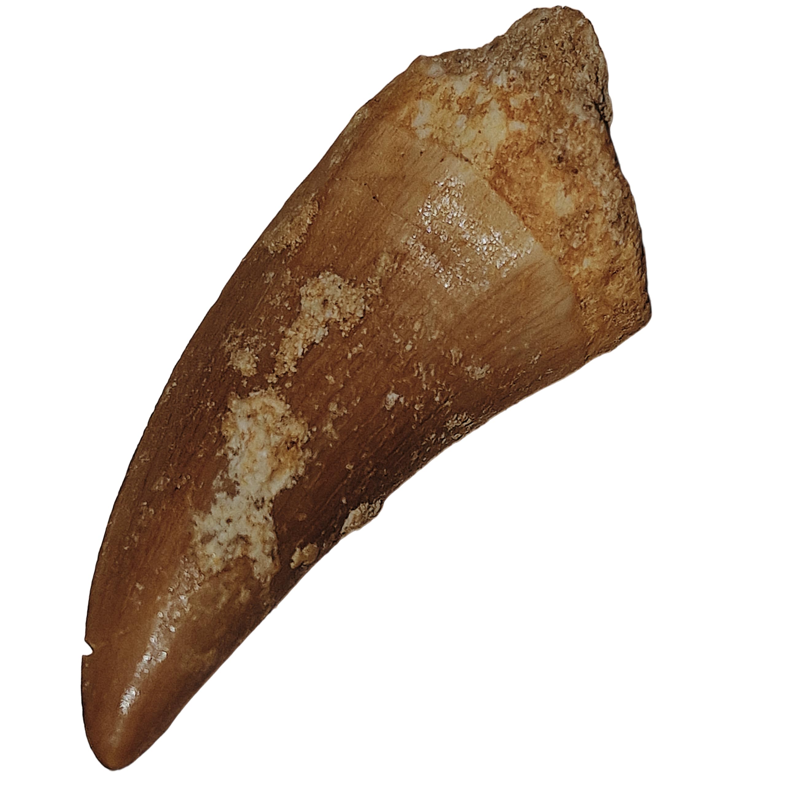 GeoFossils Real FOSSIL MOSASAUR TOOTH - Excellent Fossil - Creataceous Period (65 Million Years+) - FOSSIL DINOSAUR TOOTH - Great Gift Idea
