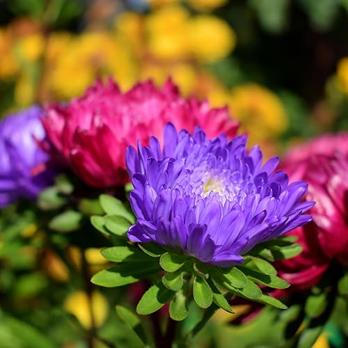 Miniatura 7 de The Old Farmer's Almanac Aster Seeds (mezcla de polvo) - Aproximadamente 360 semillas de flores - Premium sin OMG, polinizado abierto, origen