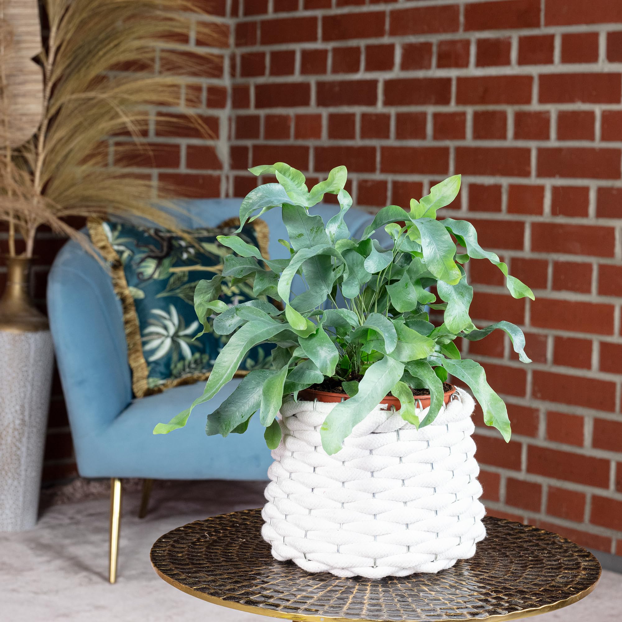 Planta de interior de fácil cuidado, Phlebodium aureum 'Blue Star', altura aprox. 40 cm, diámetro de maceta de 14 cm