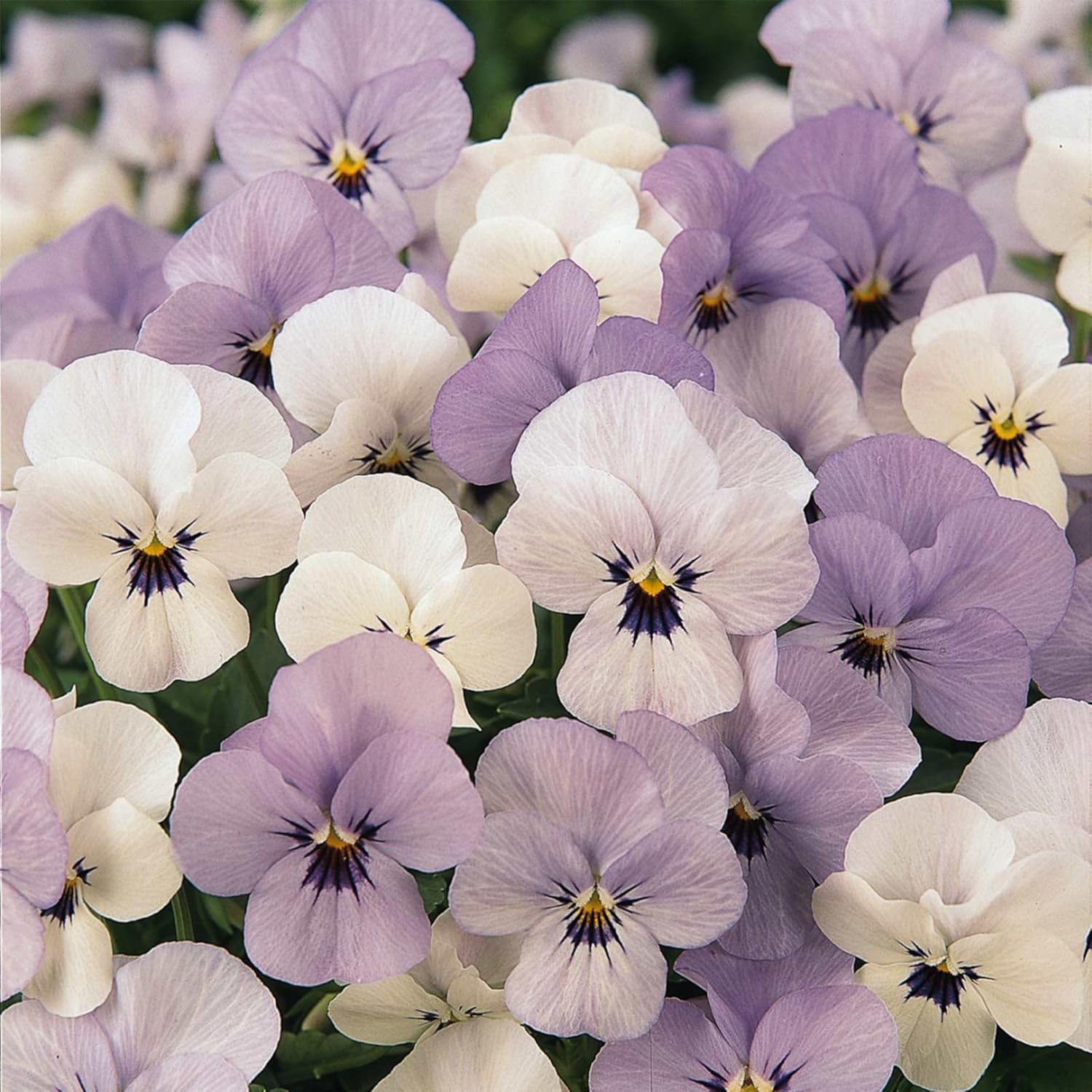 Sorbet Series Viola Yesterday Today Tomorrow ~500 Seeds | Non-GMO, Heirloom Flower Seeds for Pots, Borders, Containers | Early Blooming, Cold Hardy Annuals for Spring & Fall Color