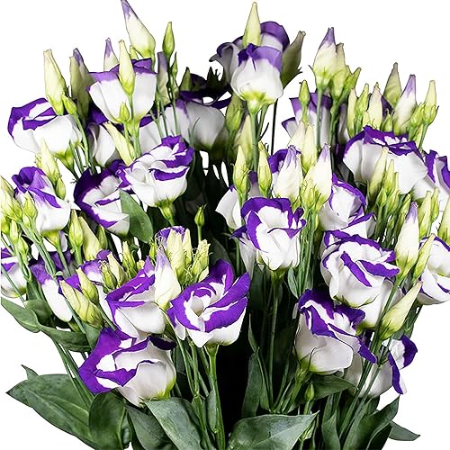 Miniatura 8 de QAUZUY GARDEN 100 semillas de genciana Lisianthus Eustoma Prairie  Semillas de flores tradicionales de primera calidad sin OMG  Planta focal
