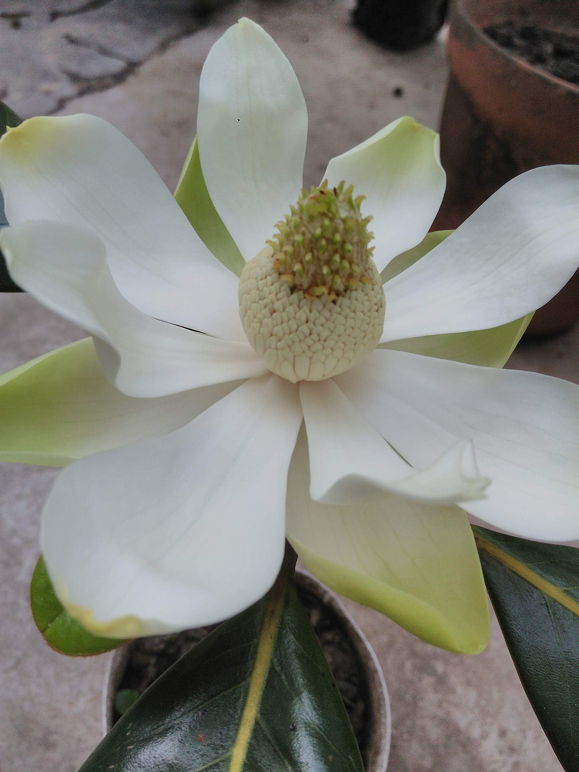Magnolia grandiflora/Bull Bay (1 Live Plant) by greeen Earth (B07QFJF17L) Amazon Price History, Amazon Price Tracker
