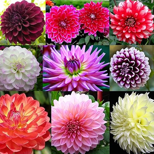 Semillas de flores de dalia de colores de mezcla hermosas raras 100PCS
