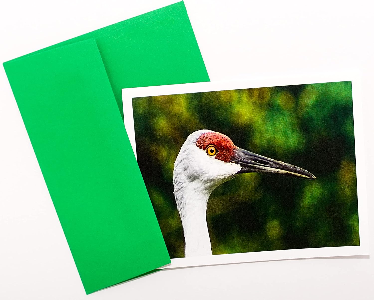 Bird Photography Smooth Note Cards 16 w/18 Colored Envelopes, Boxed Set (4.25"x 5.50") Blank Inside - Made in USA