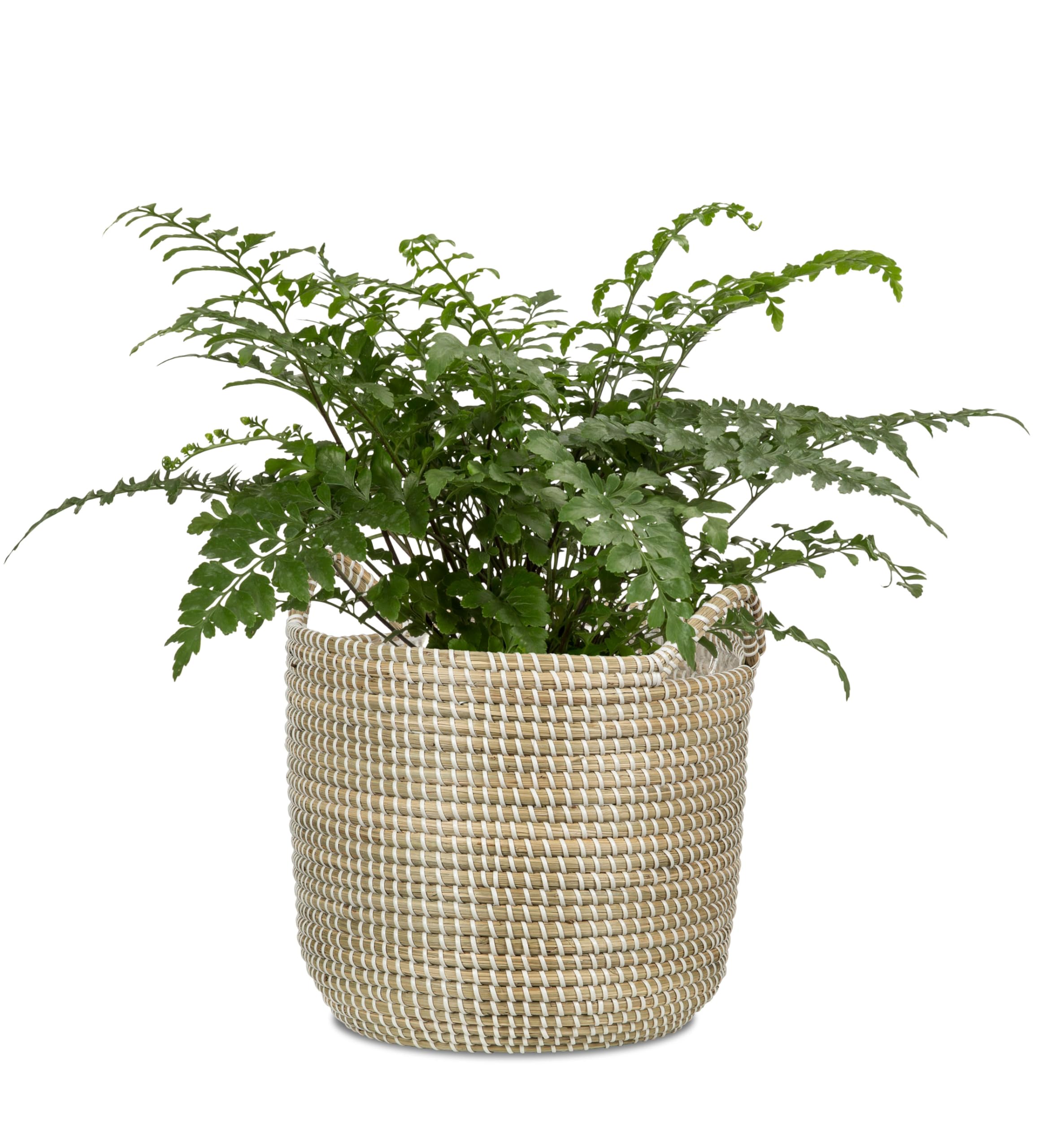 Scheurich Jonc de mer 32 - Panier à plantes avec poignées en jonc de mer - Couleur : blanc - Diamètre : 32 cm - Hauteur : 30,5 cm - Volume : 26,9 l