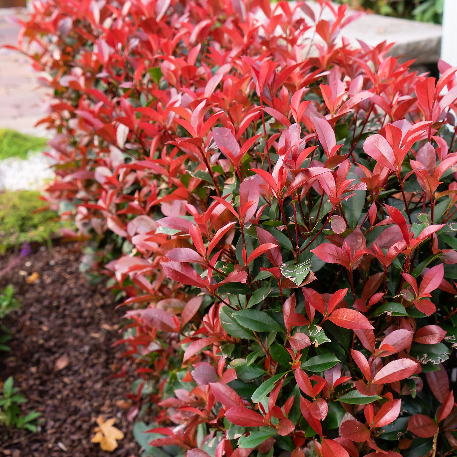 GartenHit Photinia Fraser Devils Dream in 10 Litre Pot 80-100 cm :  Amazon.de: Garden