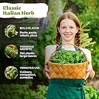 Vista 4 de KVITER 1800 semillas de albahaca genovesa para plantar (Ocimum basilicum) – Albahaca italiana dulce salada clásica – Semillas sin OMG y reliquia