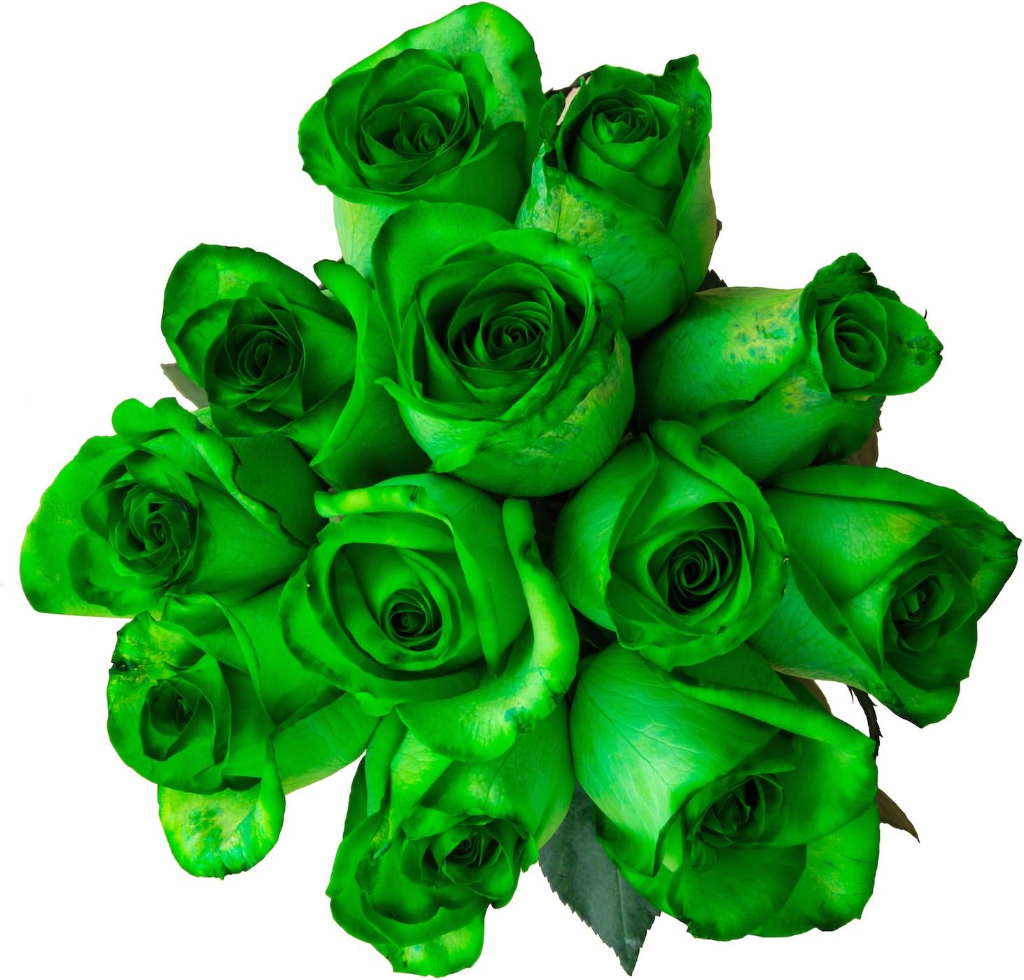 36 Stems - Fresh Cut Tinted Green Roses from Flower Explosion