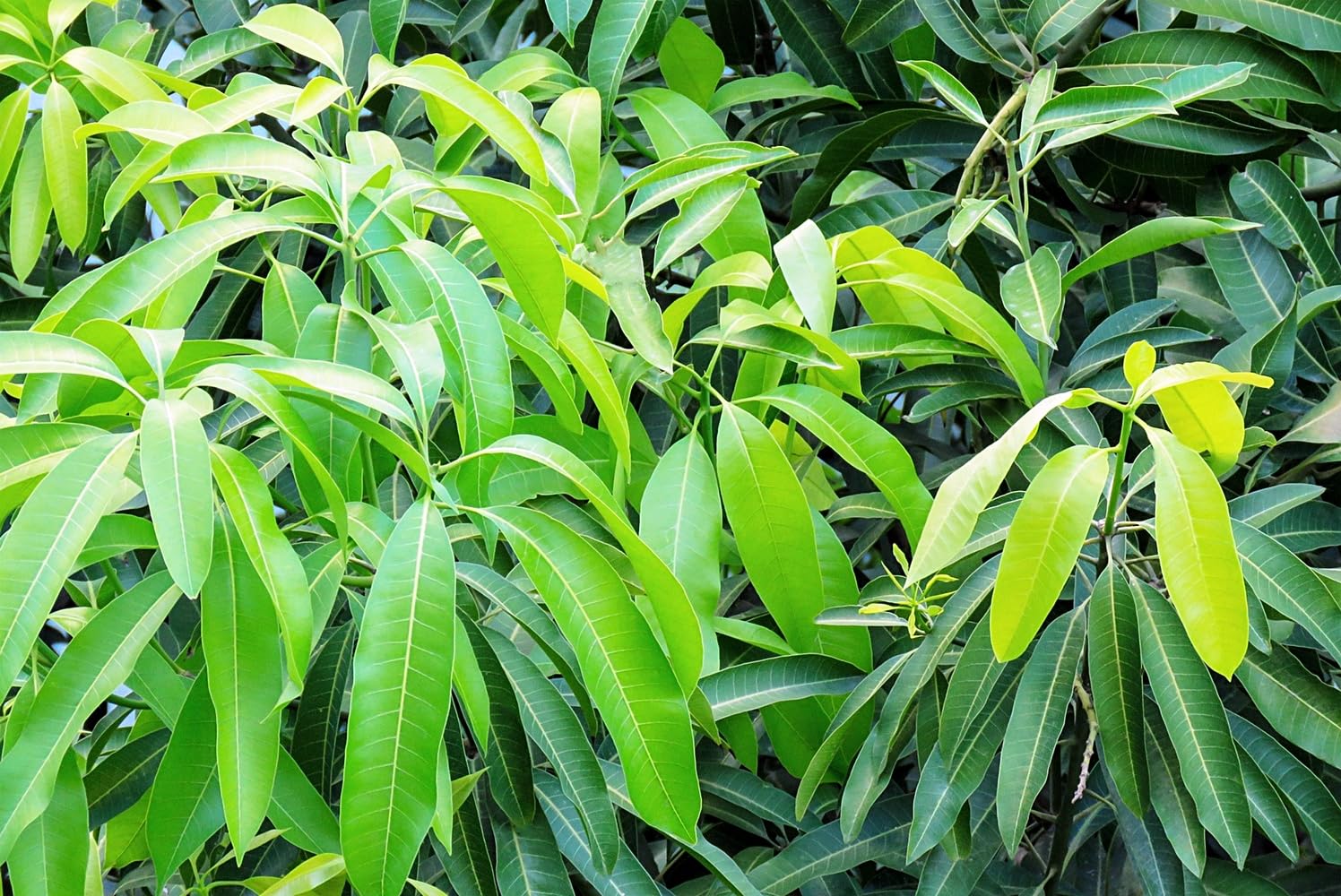 Planta de Mango, arbol de variedad injertado. 90-100 Cm. Muy Productivo cosecha tras cosecha. Plantar un Mango aporta sombra, frutos nutritivos, oxígeno. Segura Garden