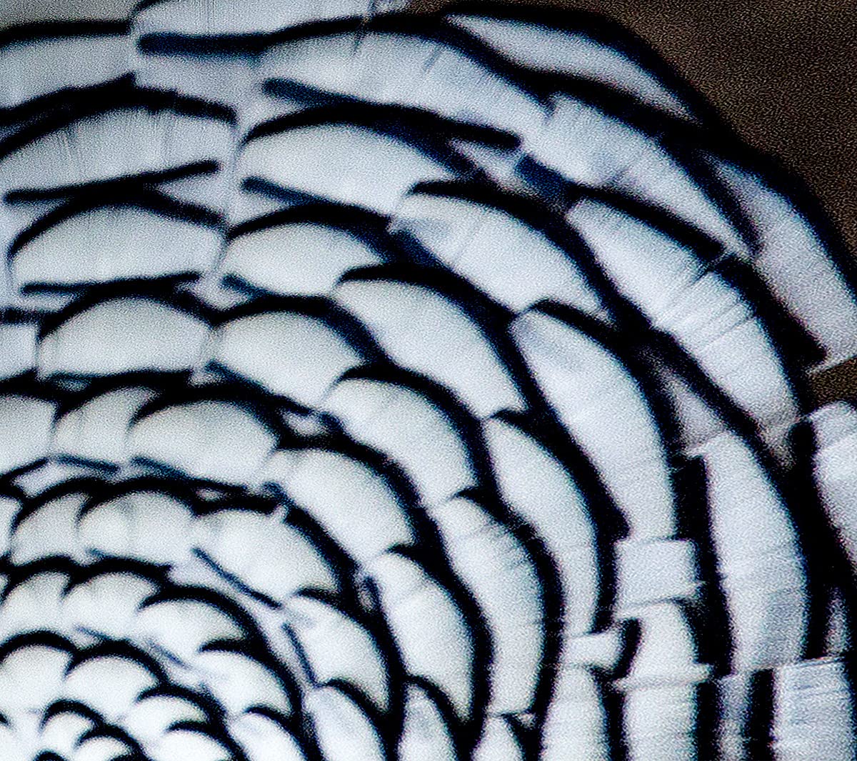 Moonlight Feathers | Lady Amherst Feathers - Natural White Lady Amherst Pheasant Tippet Feathers