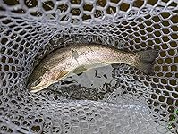 Review Image by ahatton15 ahatton15