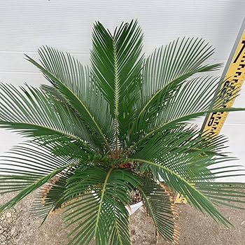 【現品】キンカンソテツ／金冠蘇鉄　8号　UP番 Amazon.co.jp: 金環ソテツ キンカン蘇鉄 8号 大型大株 地植え