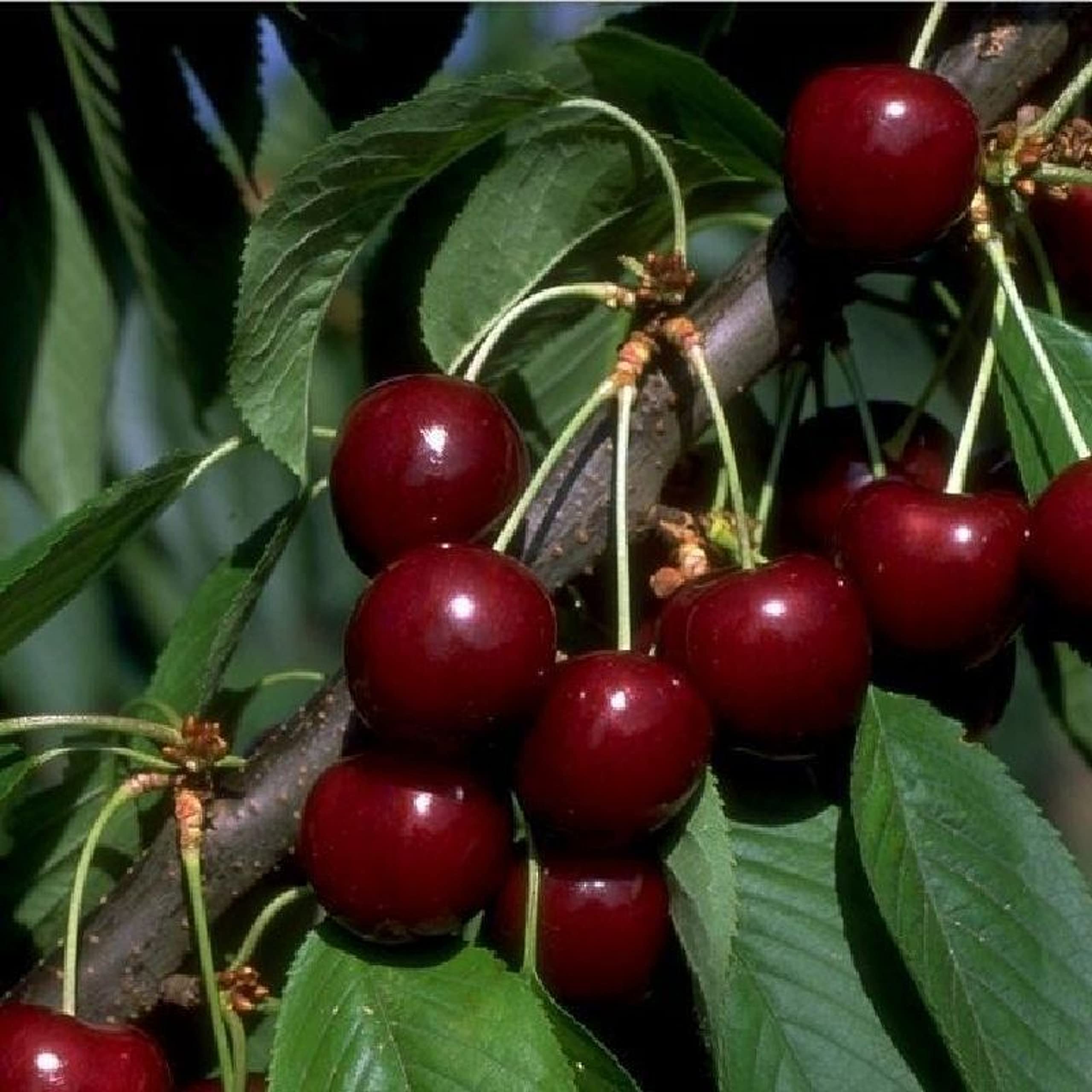 Süßkirsche Sylvia Säulenobst Terrassen Obstbaum Spalierobst als Säule wachsend