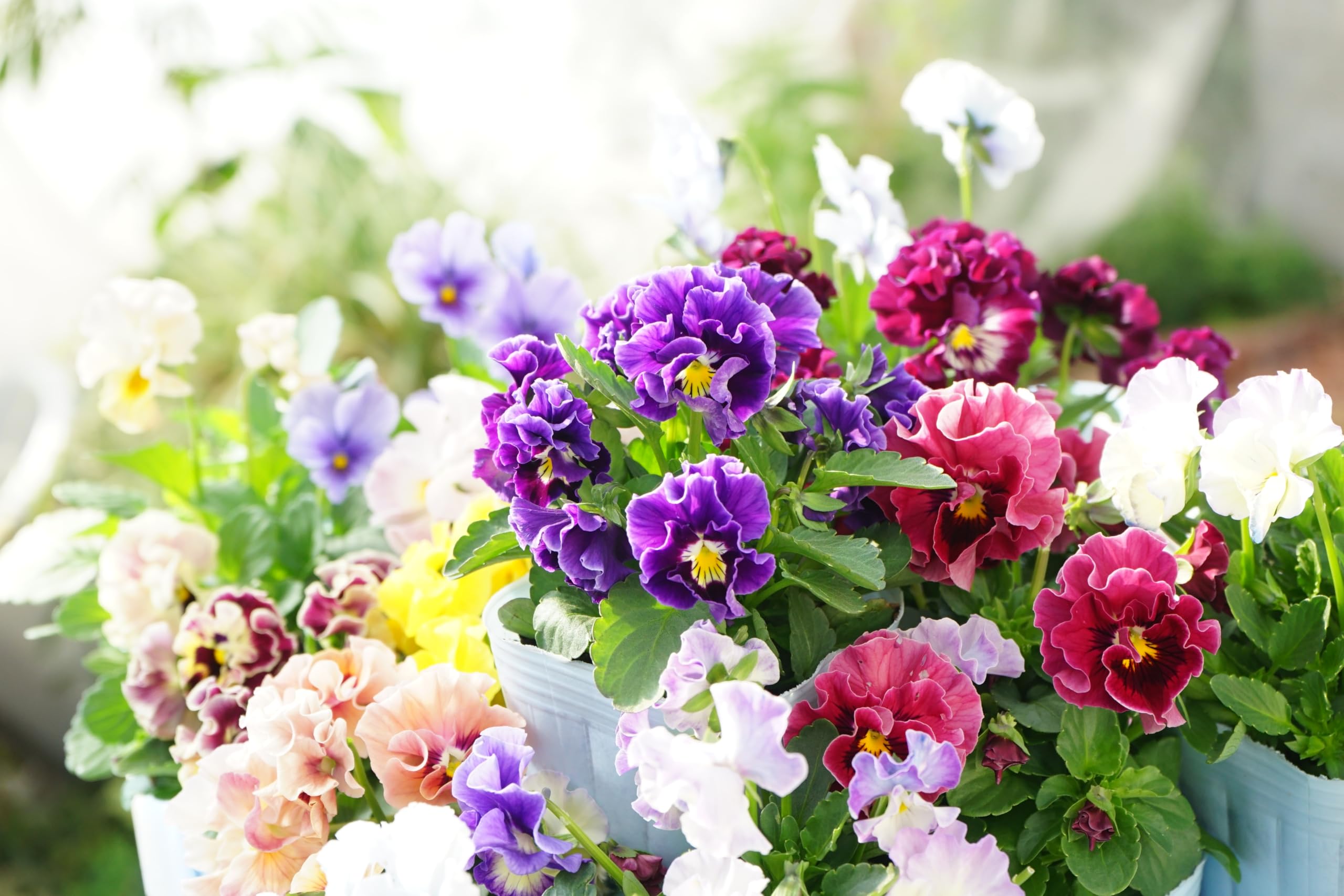 Amazon.co.jp: フリル咲きビオラ 花色おまかせ(淡色4株+濃色4株) 花苗 Amazon.co.jp: フリル咲きビオラ 花色おまかせ(淡色4株+濃色4株) 花苗