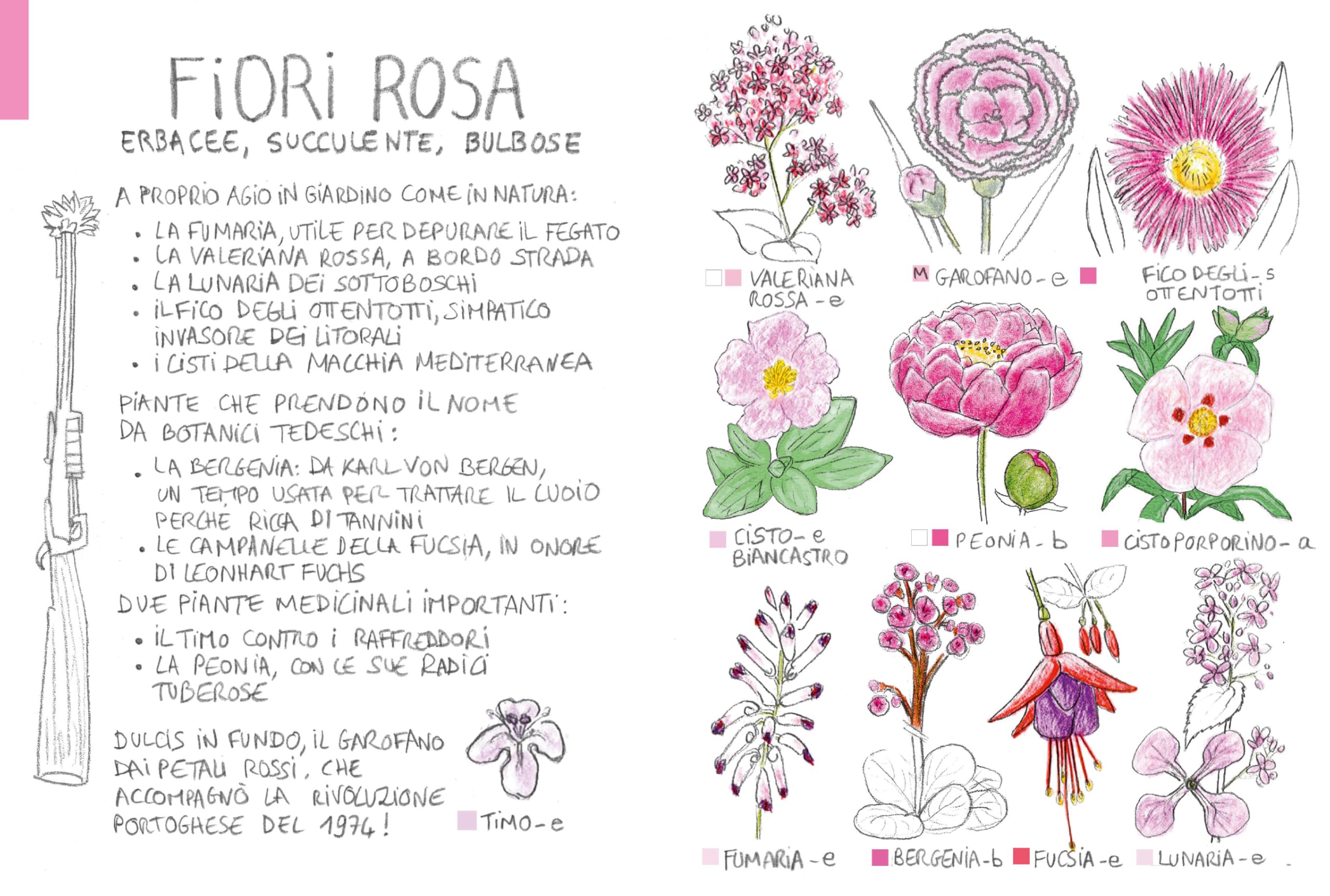 Piccola flora del viandante