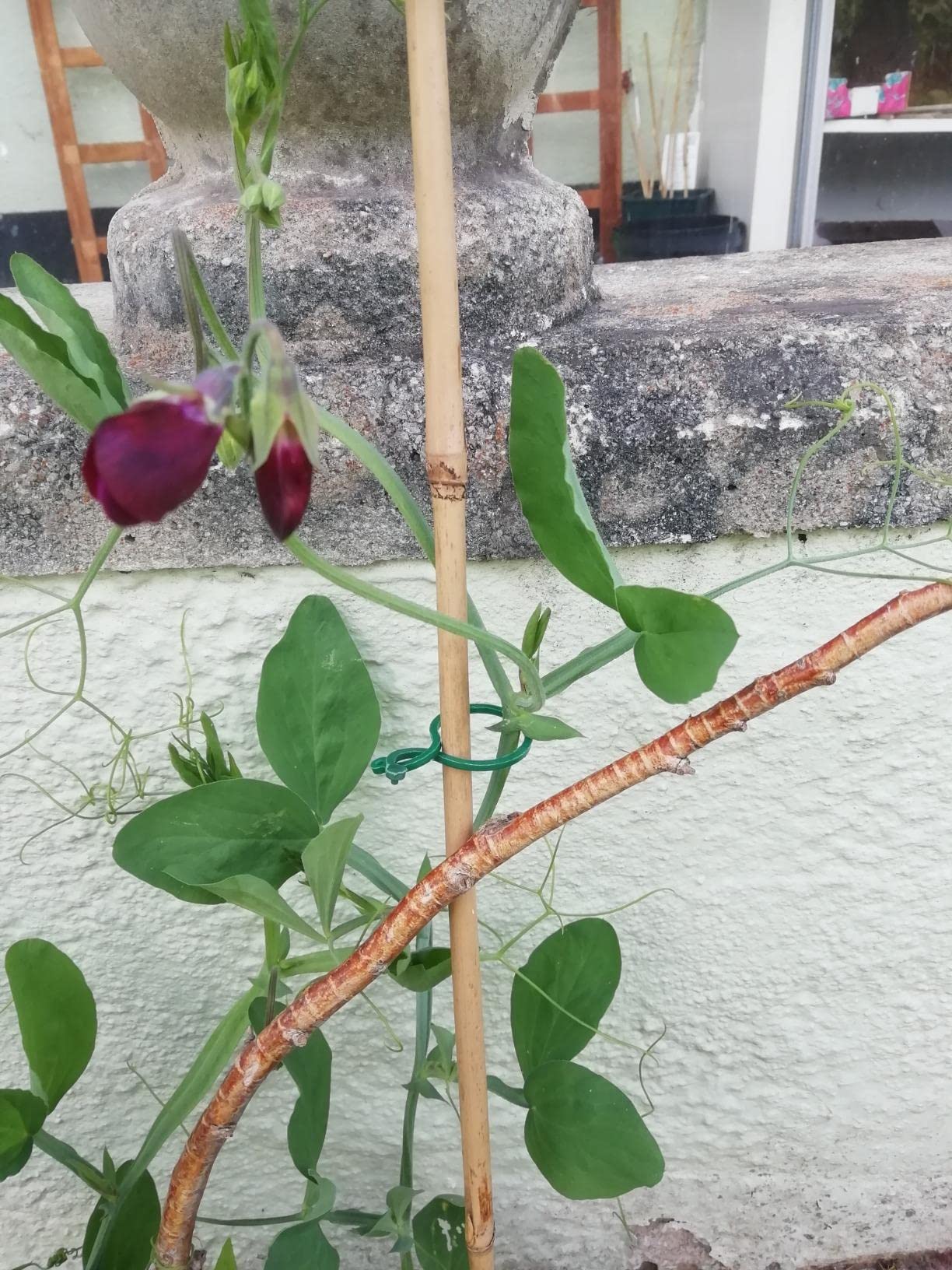 Set 200 Clip Per Piante Da Giardino - Due Misure, Per Pomodori, Cetrioli, Rampicanti, Plastiche E Riutilizzabili - Foto 9