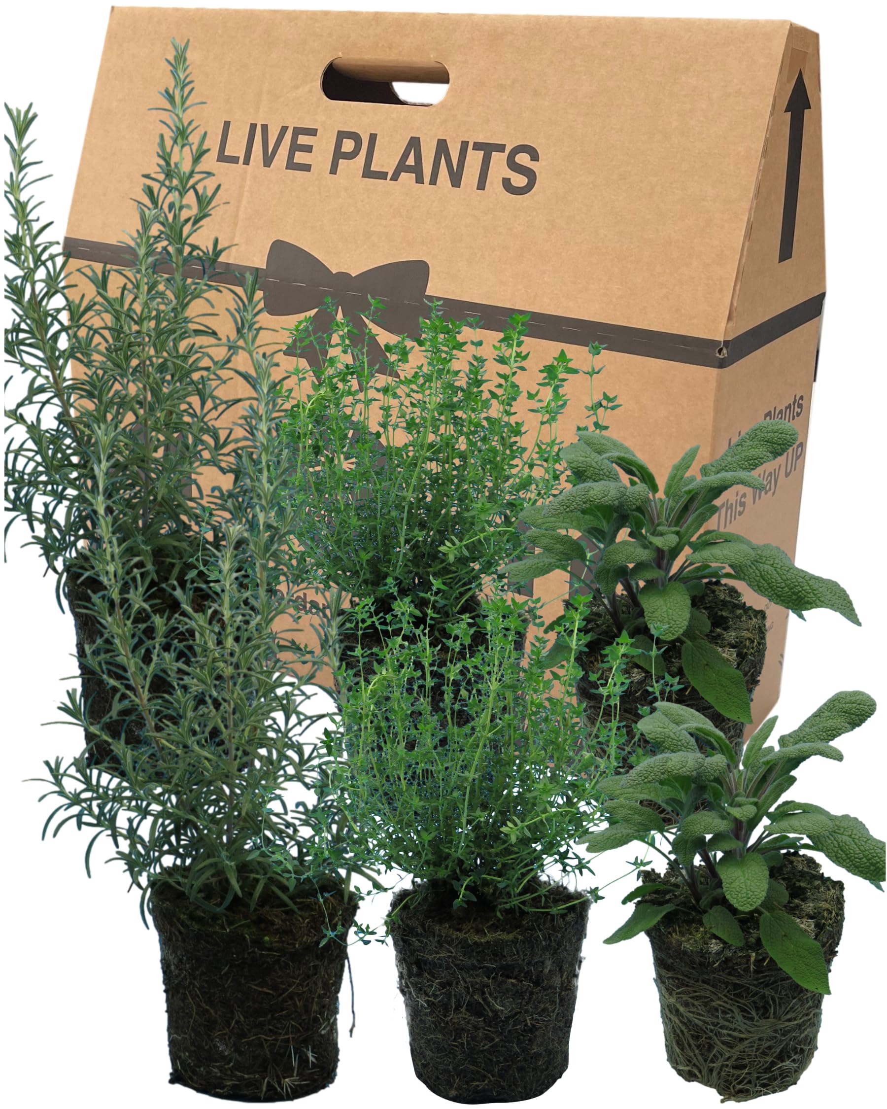 6 Fresh Mixed Herbs Rosemary Thyme & Sage - Aromatic Outdoor Garden or Indoor Kitchen Collection Grown in Large 1ltr Plant Pots. Ready to Plant & Grow Your Own, Perfect for Winter Cooking