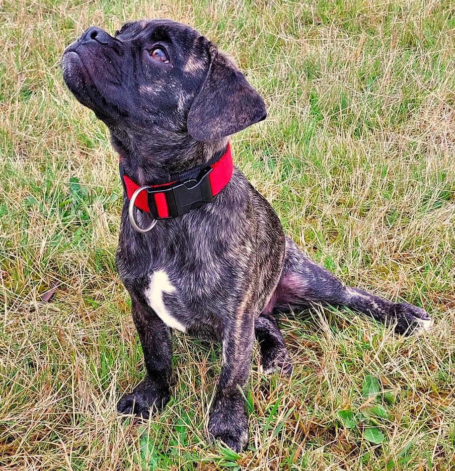 BUDDYPACK Hundehalsband – Extra Breit Mit Neopren, Verstellbar, In Vielen Farben