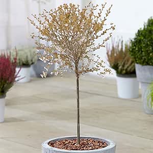 Prunus KojouNoMai Baum ZwergFujiZierbäume für kleine Gärten in