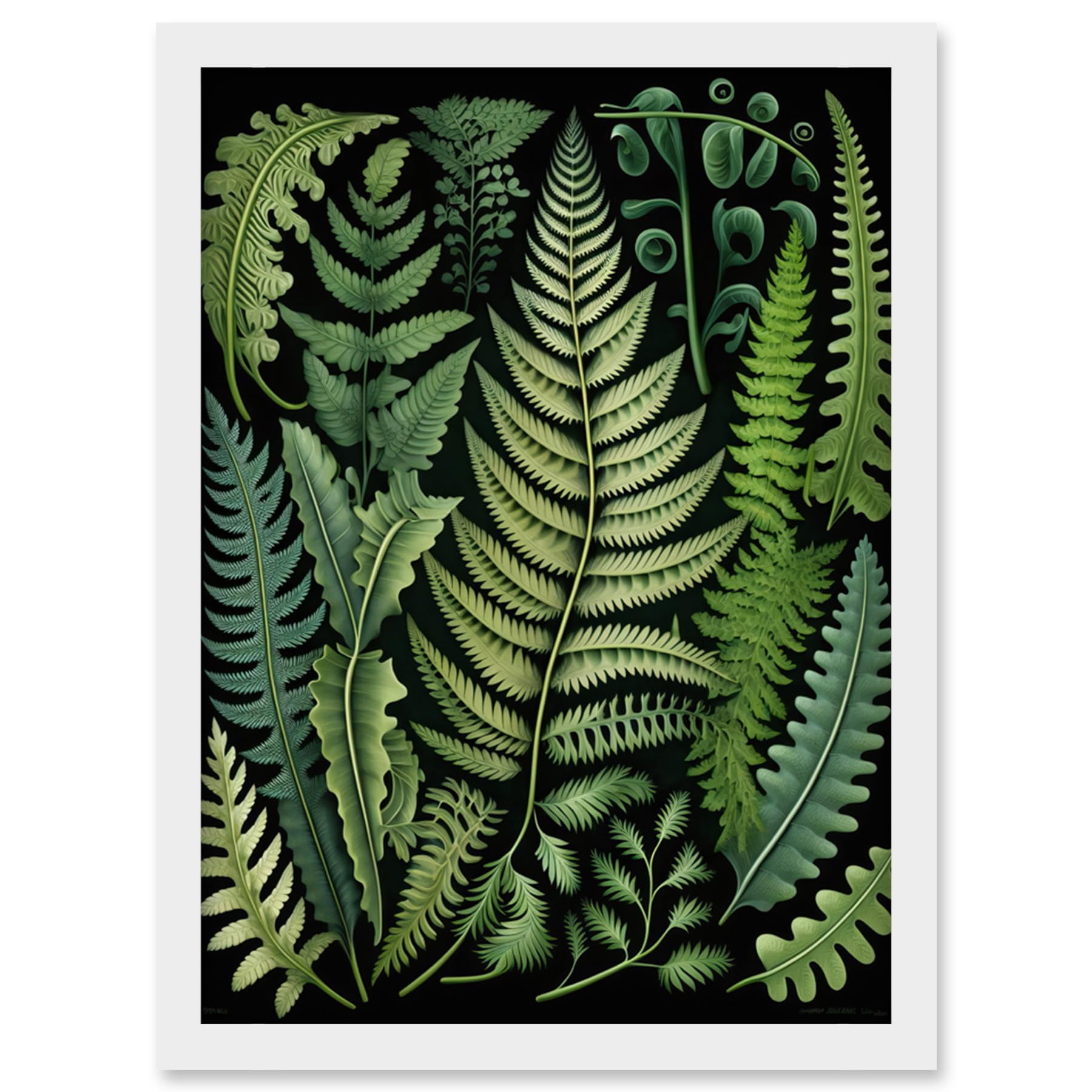 Artery8 Ernst Haeckel Style Fern Fronds Leaf Illustration Artwork Framed Wall Art Print A4