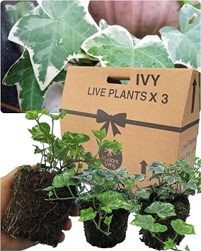 Large Evergreen English Ivy Plants   3 Silver Colour. Indoor & Outdoor, Climbing, Trailing & Fast Growing Perennial Creeper in Full Sun or Shade. 10.5cm Potted Size, Well Rooted & Established.