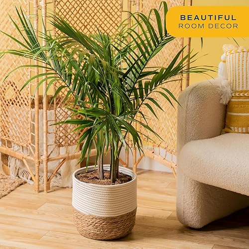 Miniatura 2 de Costa Farms - Palma natural de salón, Neanthe Bella, para interiores