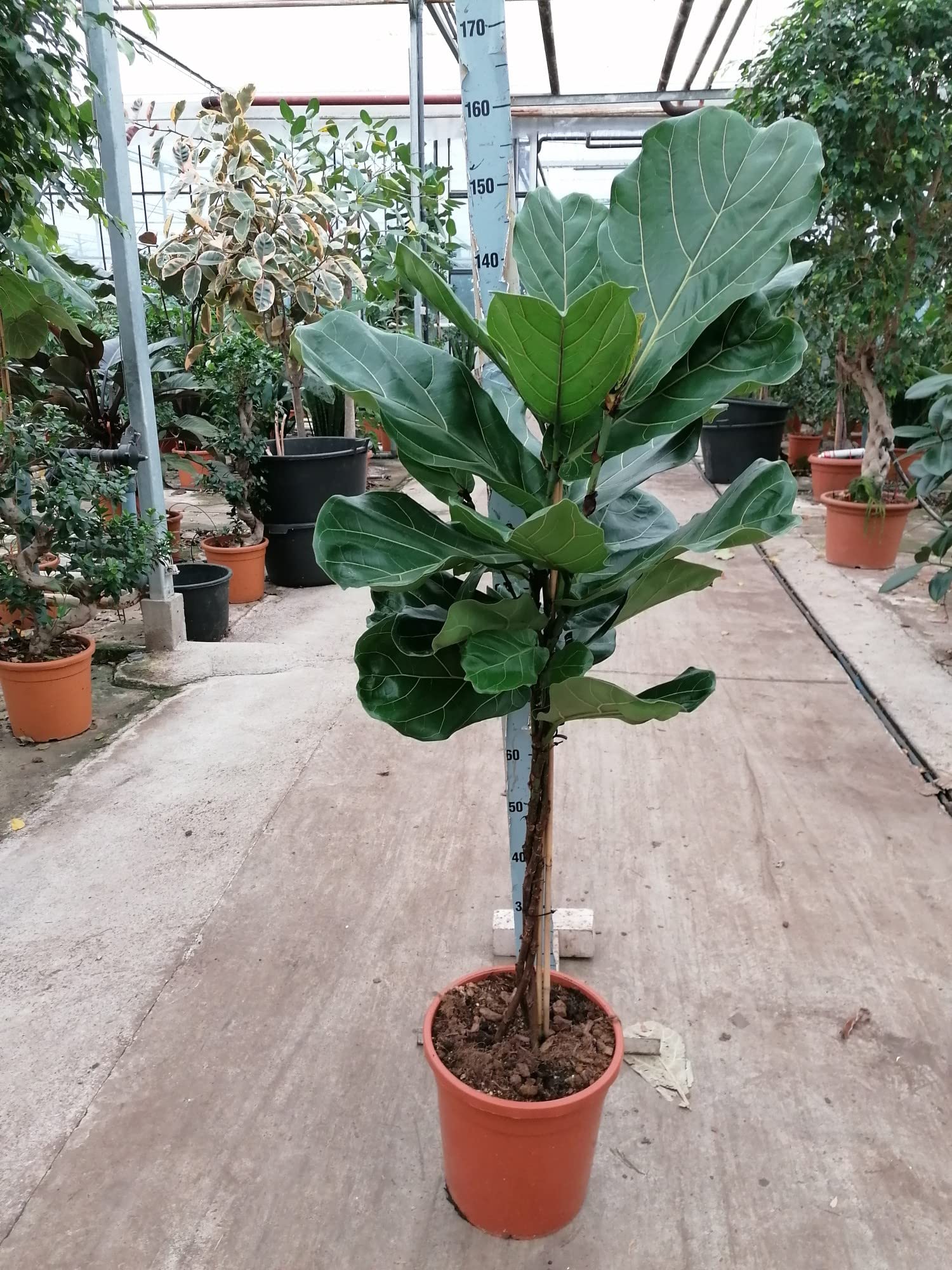 Zimmerpflanze von Botanicly  Geigenfeige  Hhe: 150 cm  Ficus lyrata :  Amazon.de: Garten