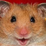 Hámster de racionalización